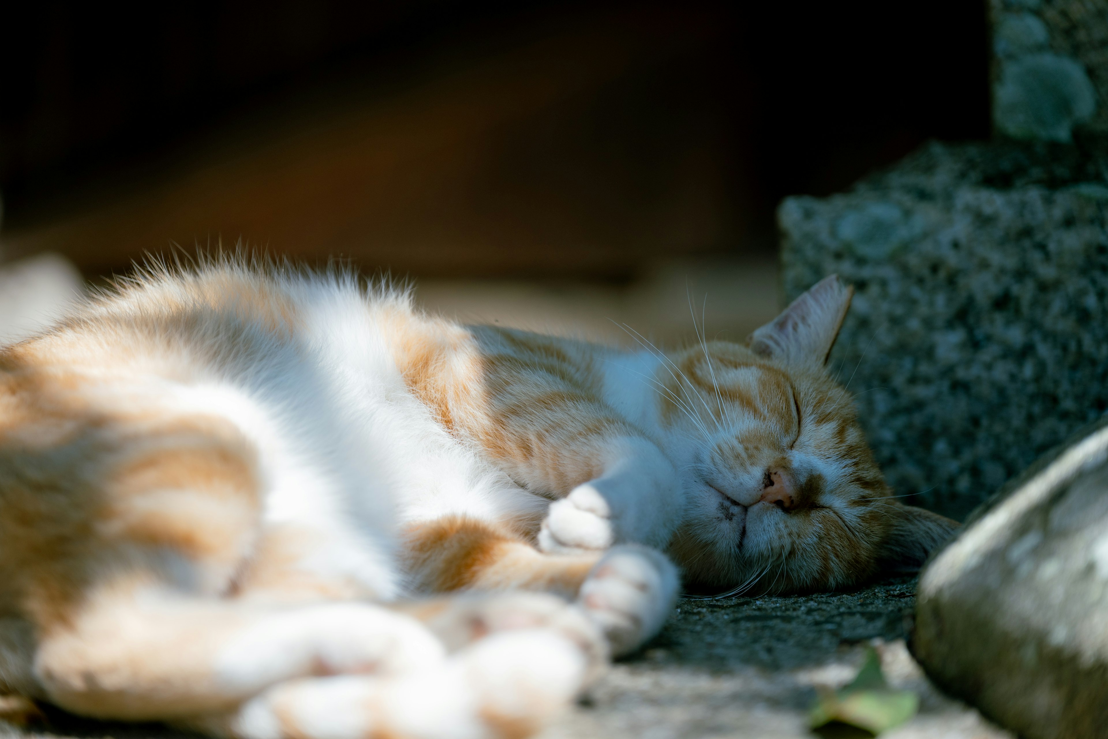 Kucing oranye dan putih tidur di bawah sinar matahari