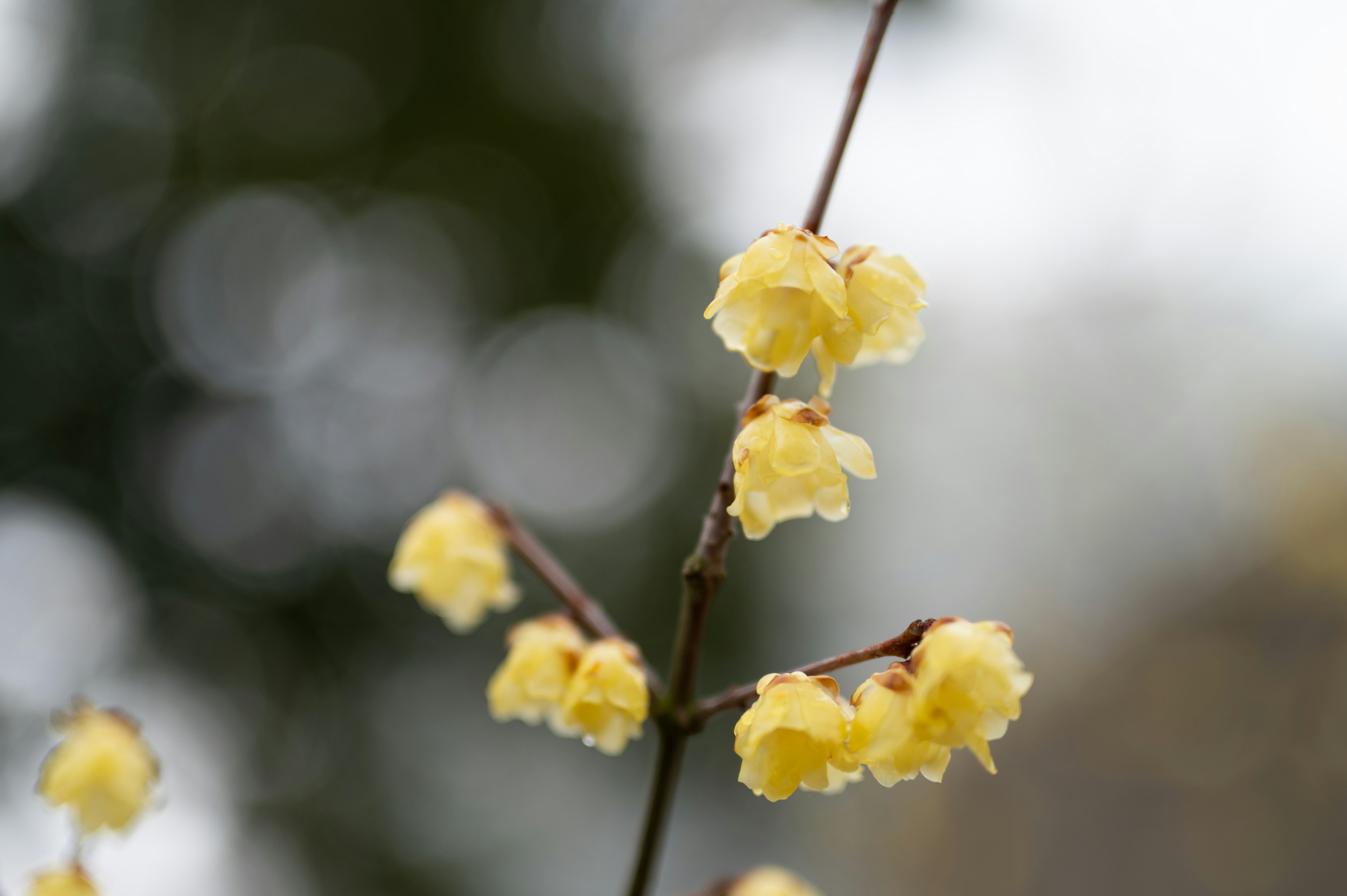 Primo piano di un ramo con fiori gialli sfondo sfocato