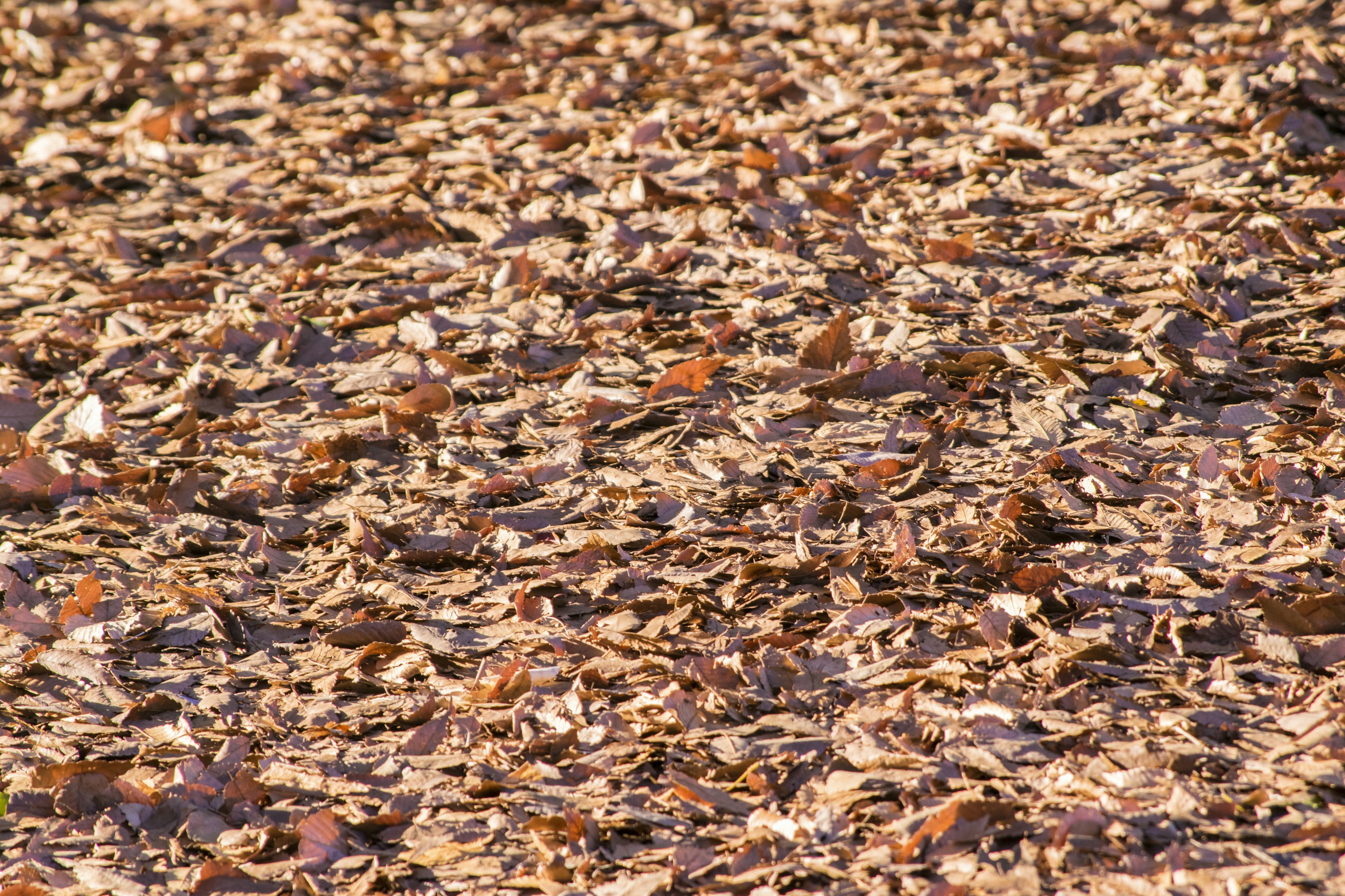 Une surface texturée recouverte de copeaux de bois de différentes teintes