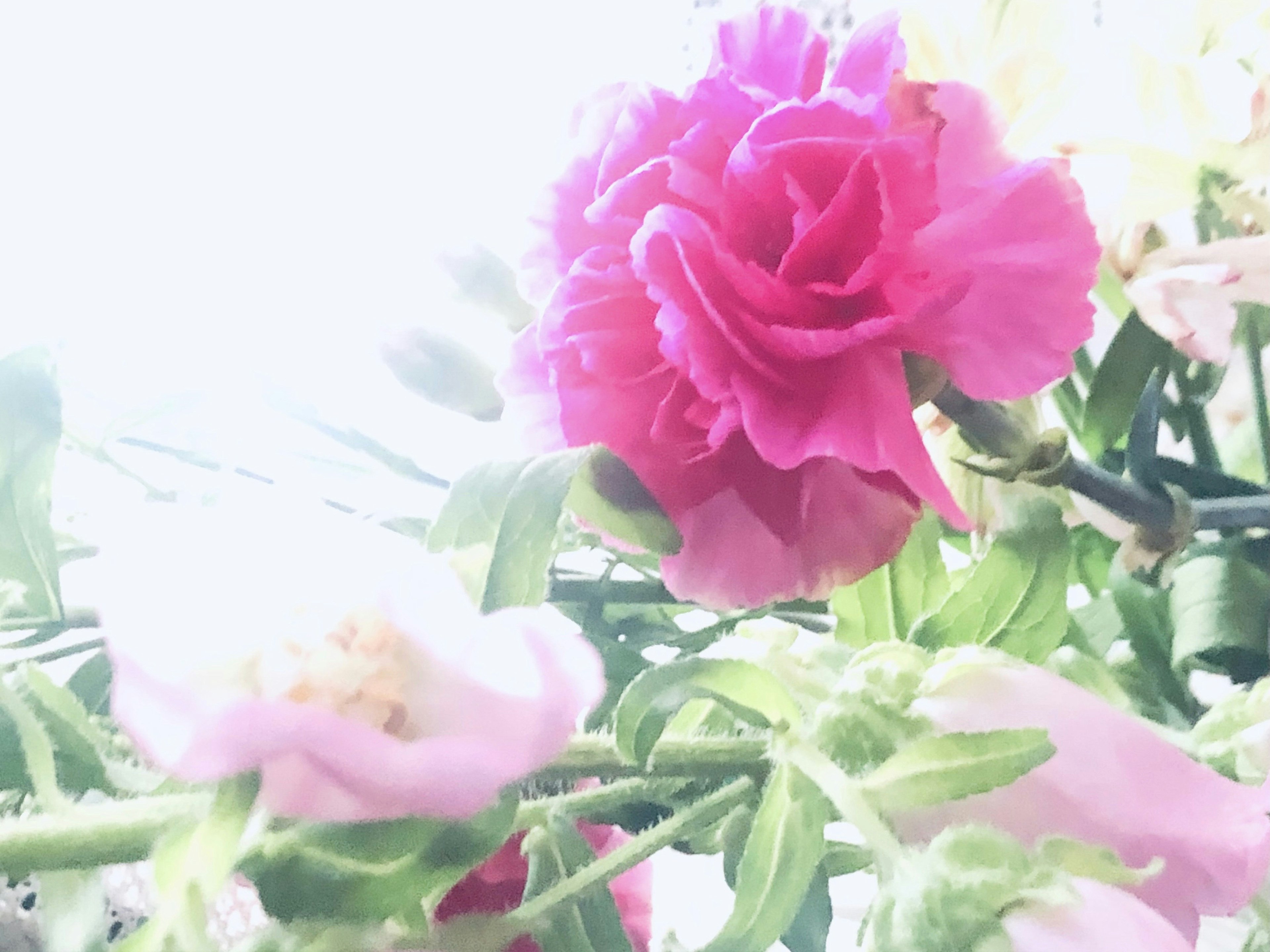 Vibrant pink flower with soft colored flowers in the background