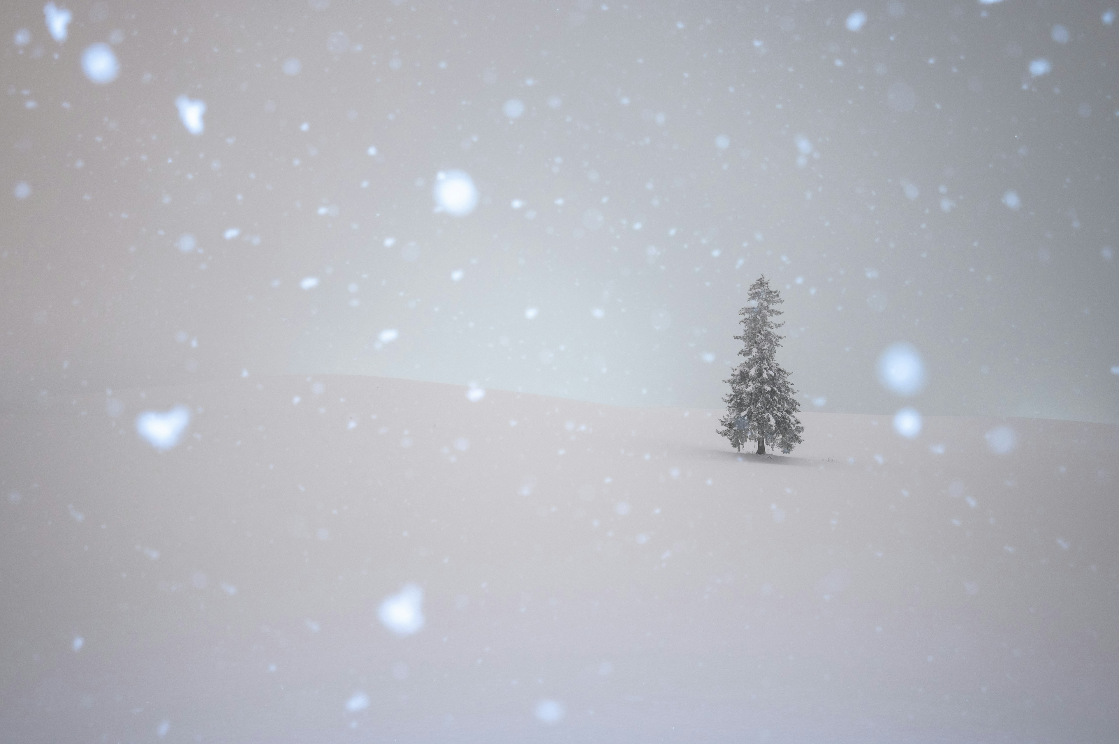 Un arbre solitaire dans un paysage enneigé avec des flocons de neige tombants