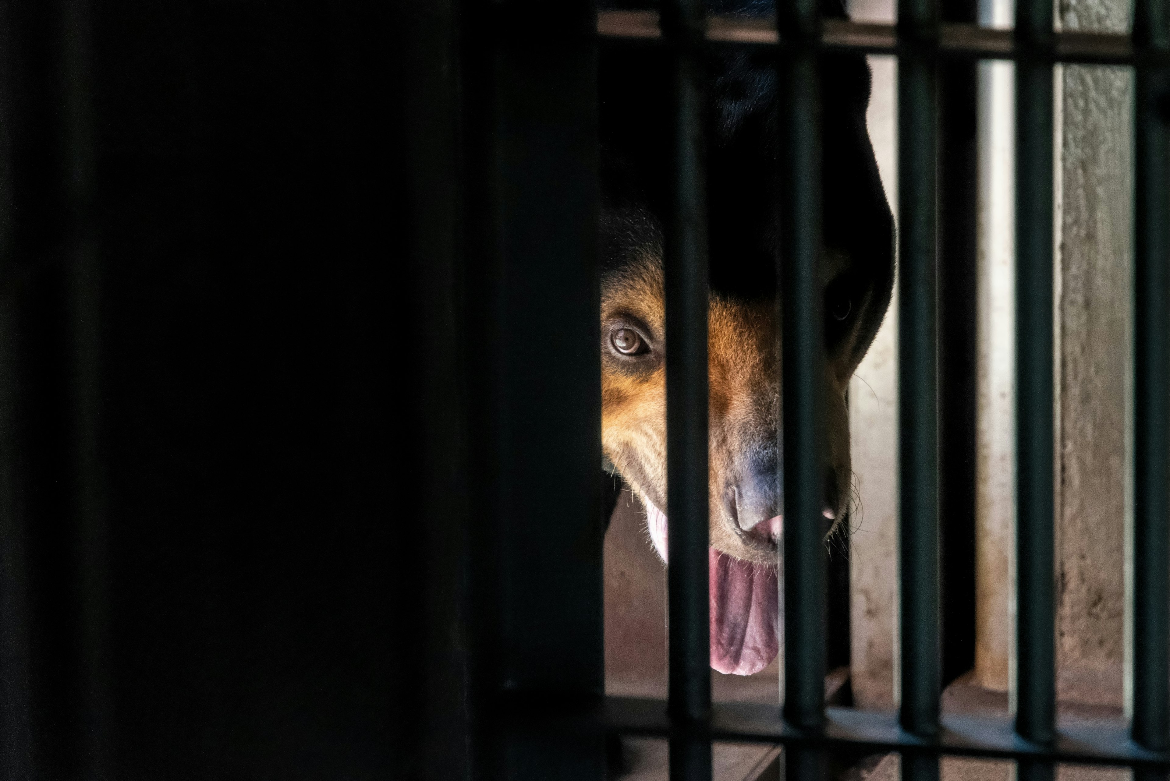 Un chien regardant à travers des barres avec une expression dramatique et un éclairage