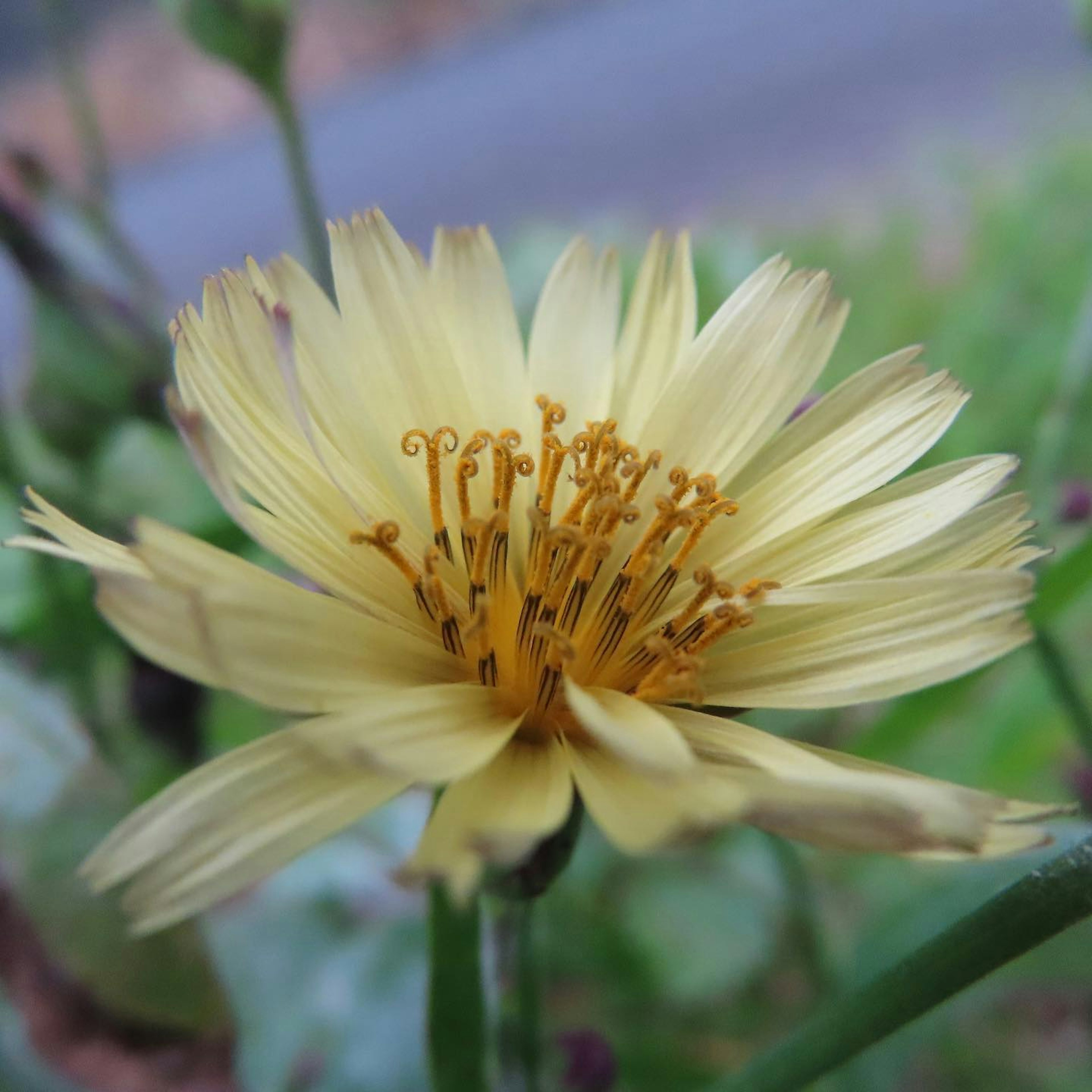 Primo piano di un fiore giallo con petali allungati e stami arancioni prominenti