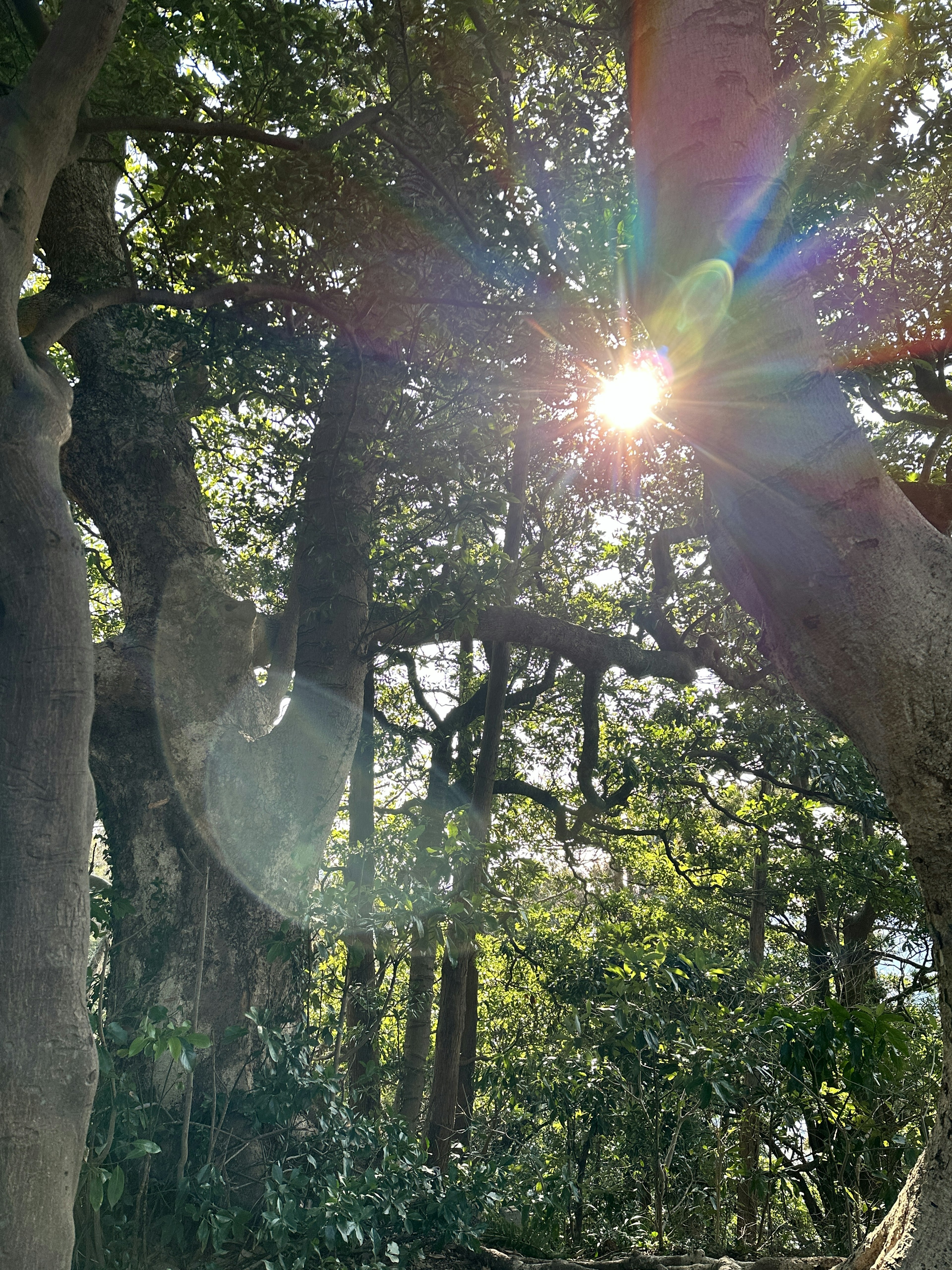 Forest scene with sunlight filtering through trees and lens flare