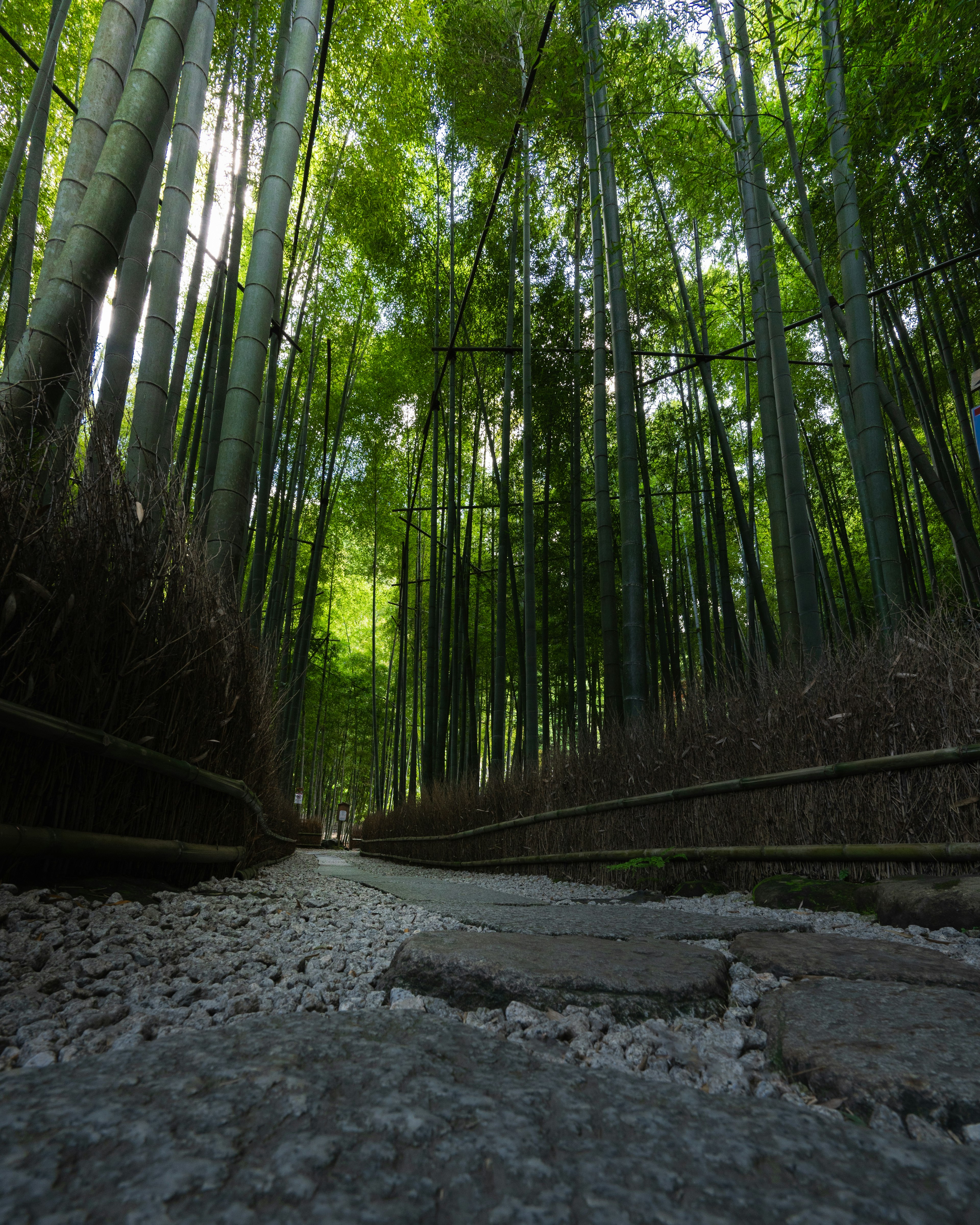 Chemin à travers une forêt de bambous avec de grands bambous verts