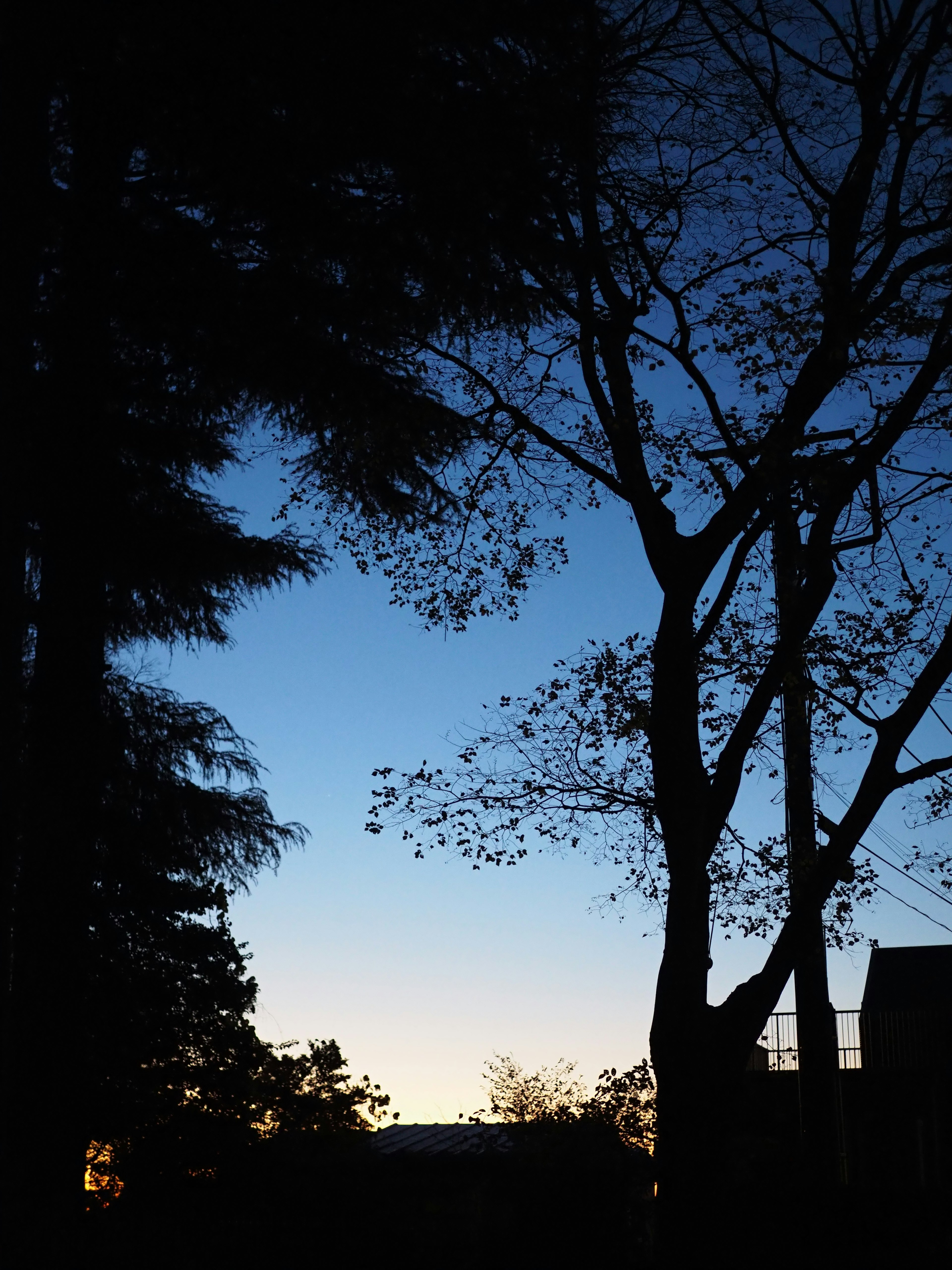 Silhouette di alberi contro un cielo blu al crepuscolo