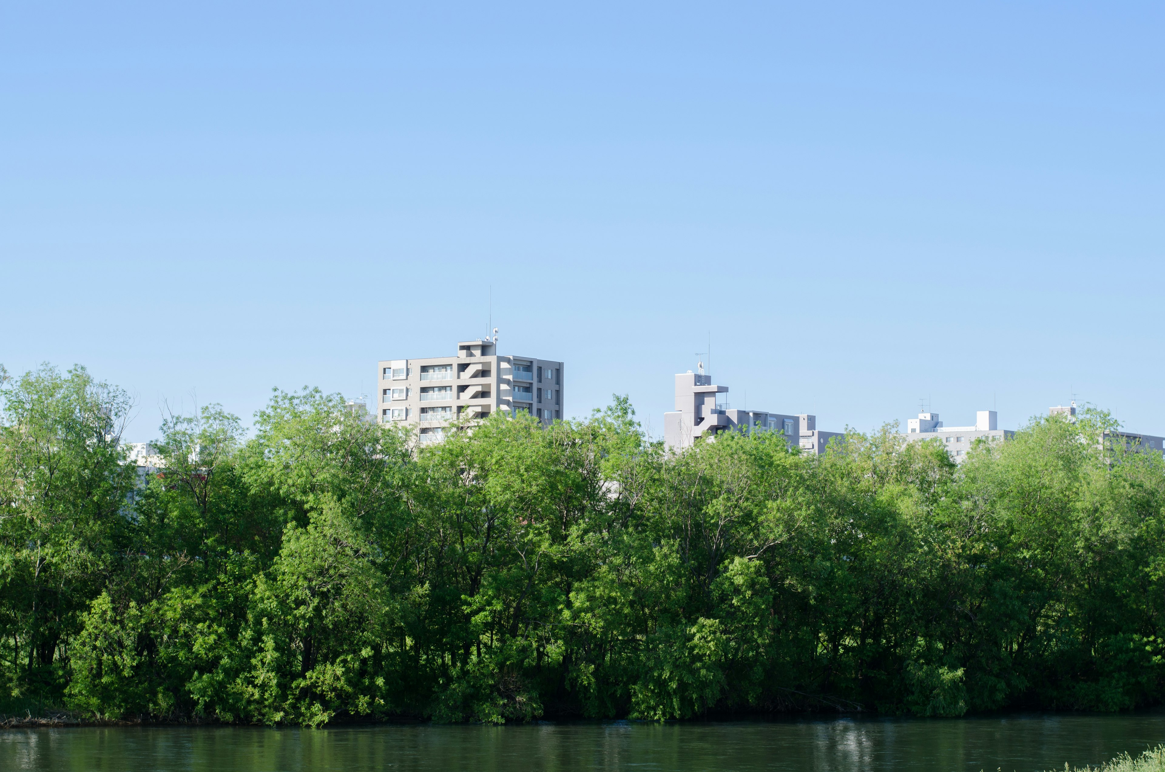 Lush green trees under a blue sky with apartment buildings in the background