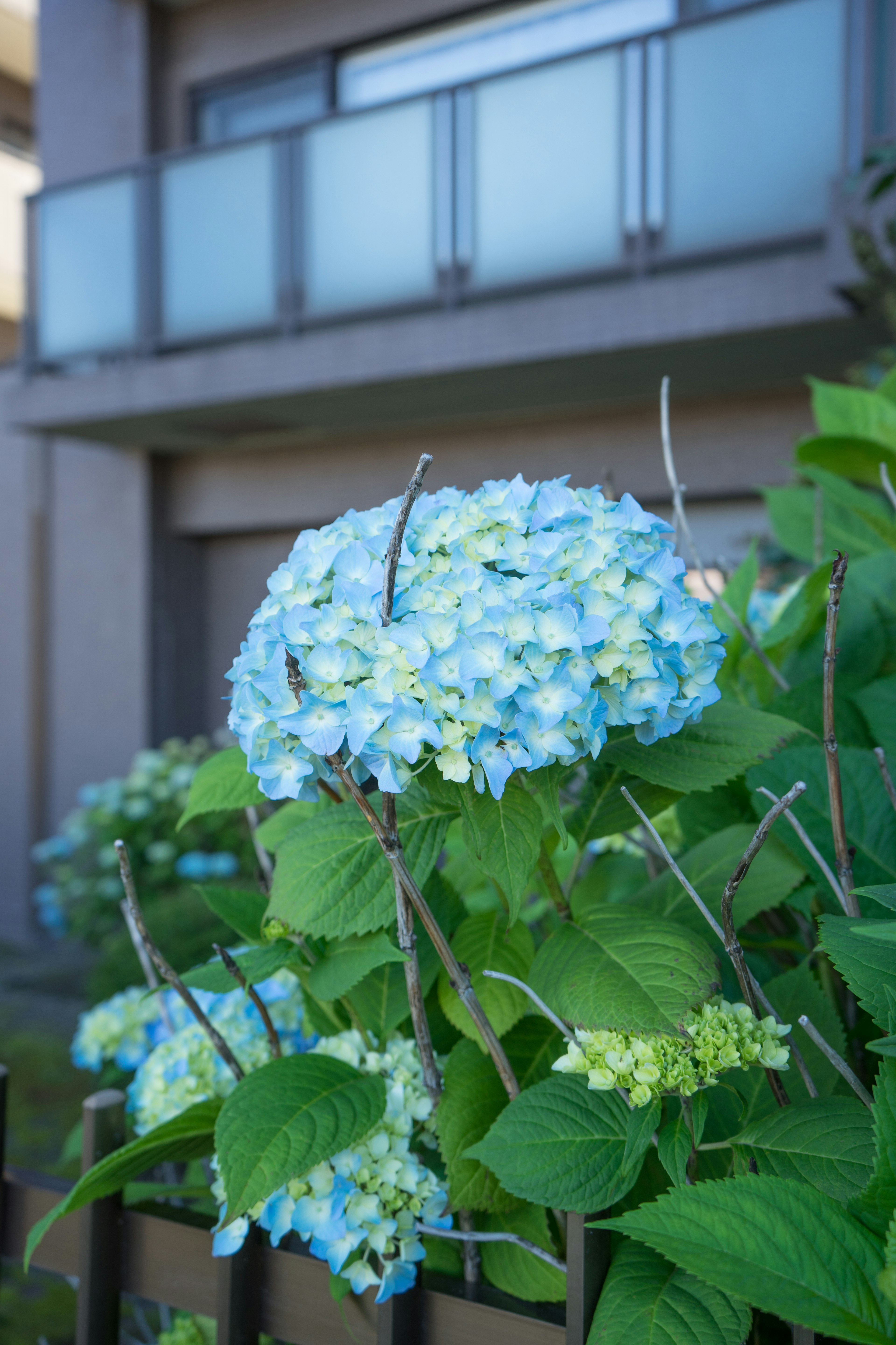 青いアジサイの花と葉が特徴的な庭の風景