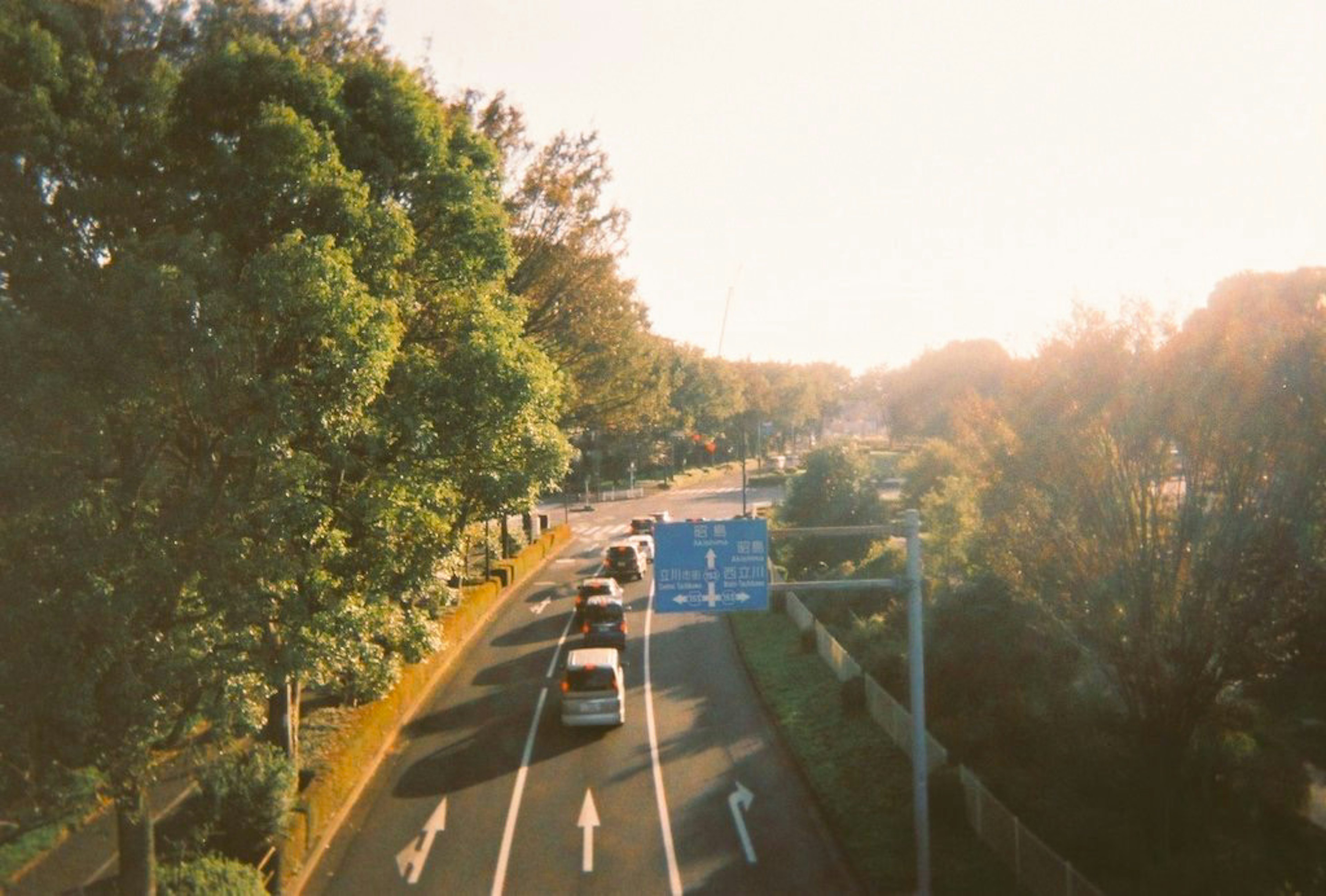 A tree-lined road with cars driving under the warm glow of the sunset