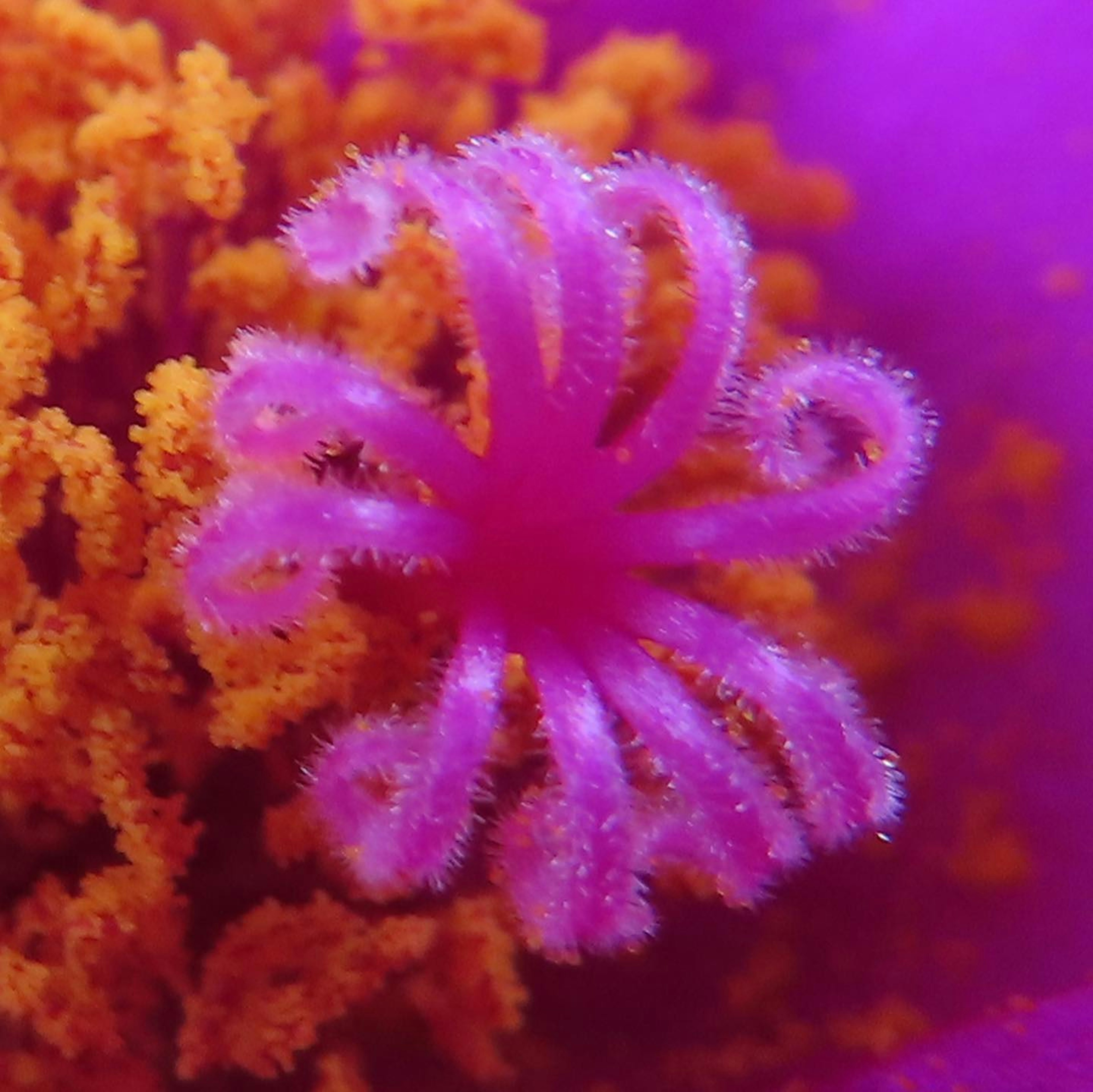 Close-up of vibrant pink and orange flower center with fine hairs on petals