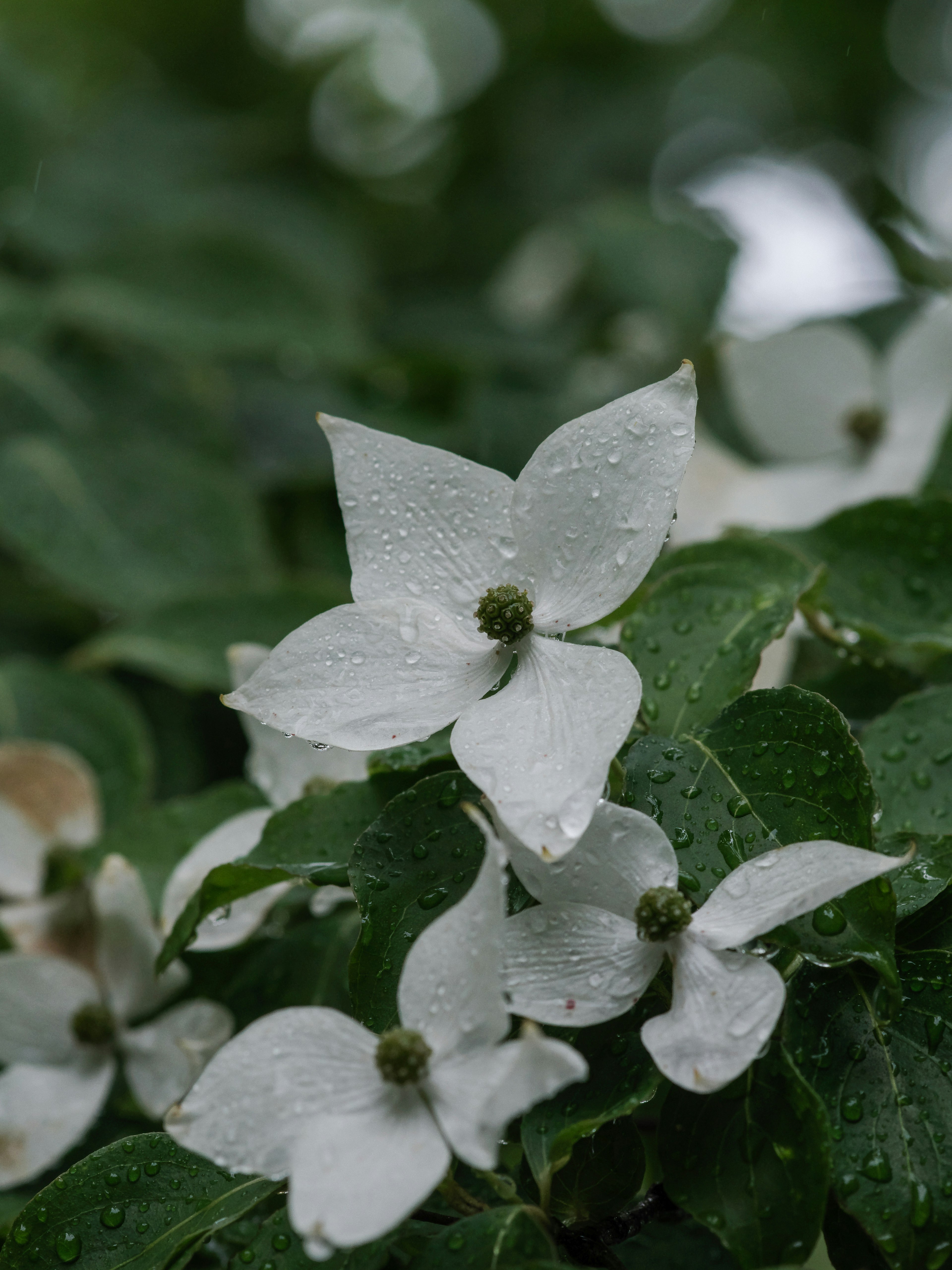 Primo piano di fiori bianchi con foglie verdi e gocce d'acqua