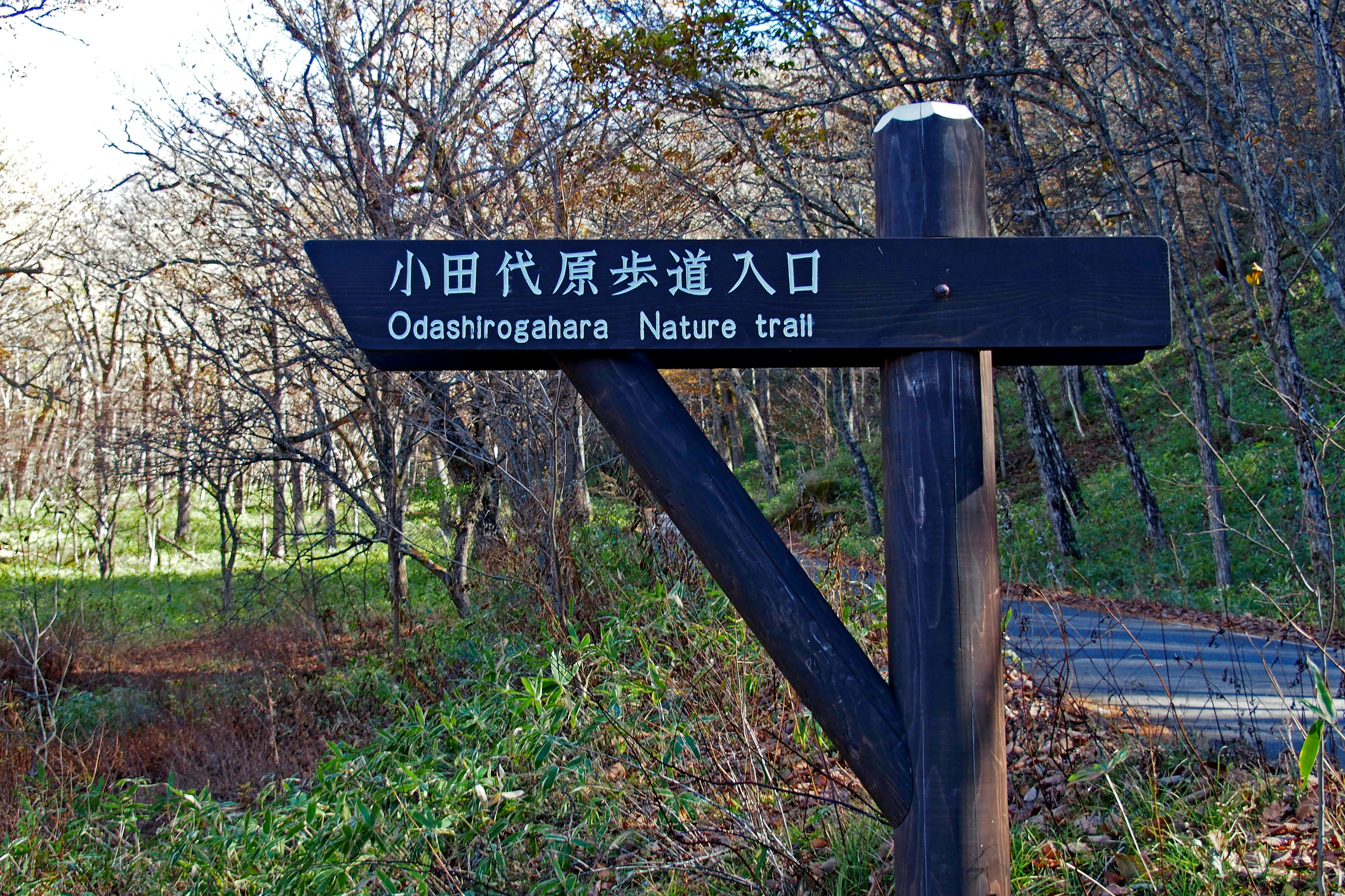 小田代湿原の自然歩道の標識がある緑豊かな風景