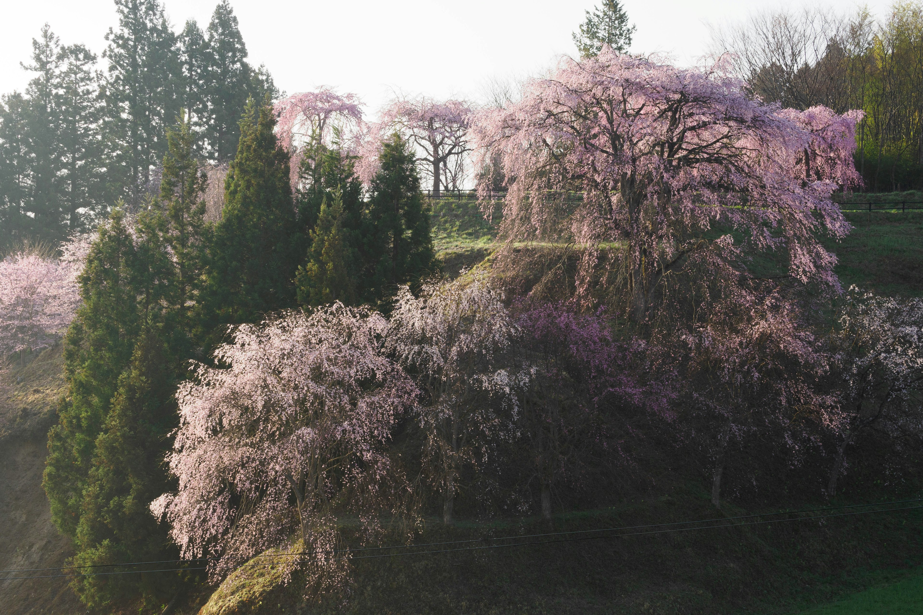 Blooming cherry blossom trees with lush green foliage