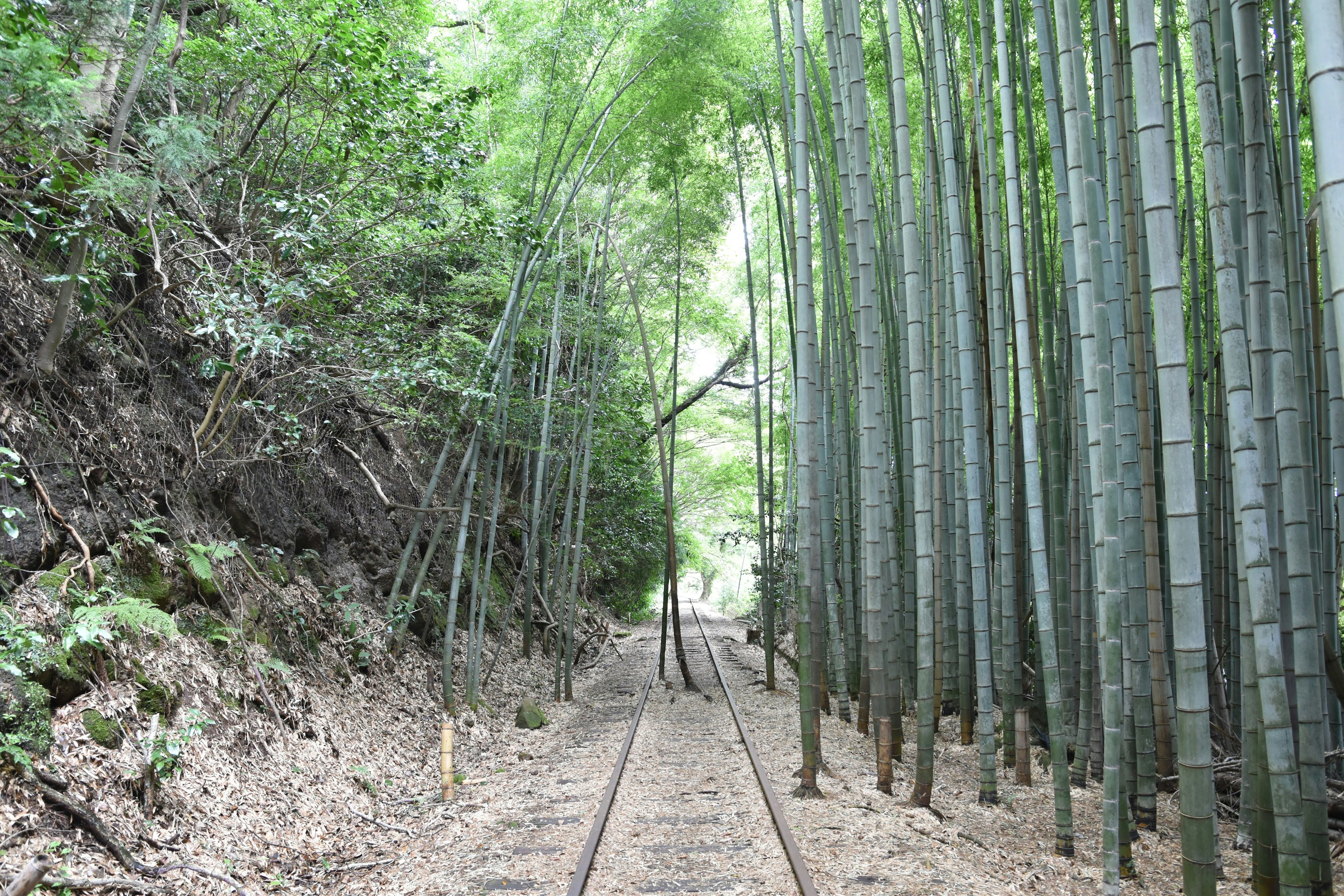 A serene path surrounded by bamboo groves and railway tracks