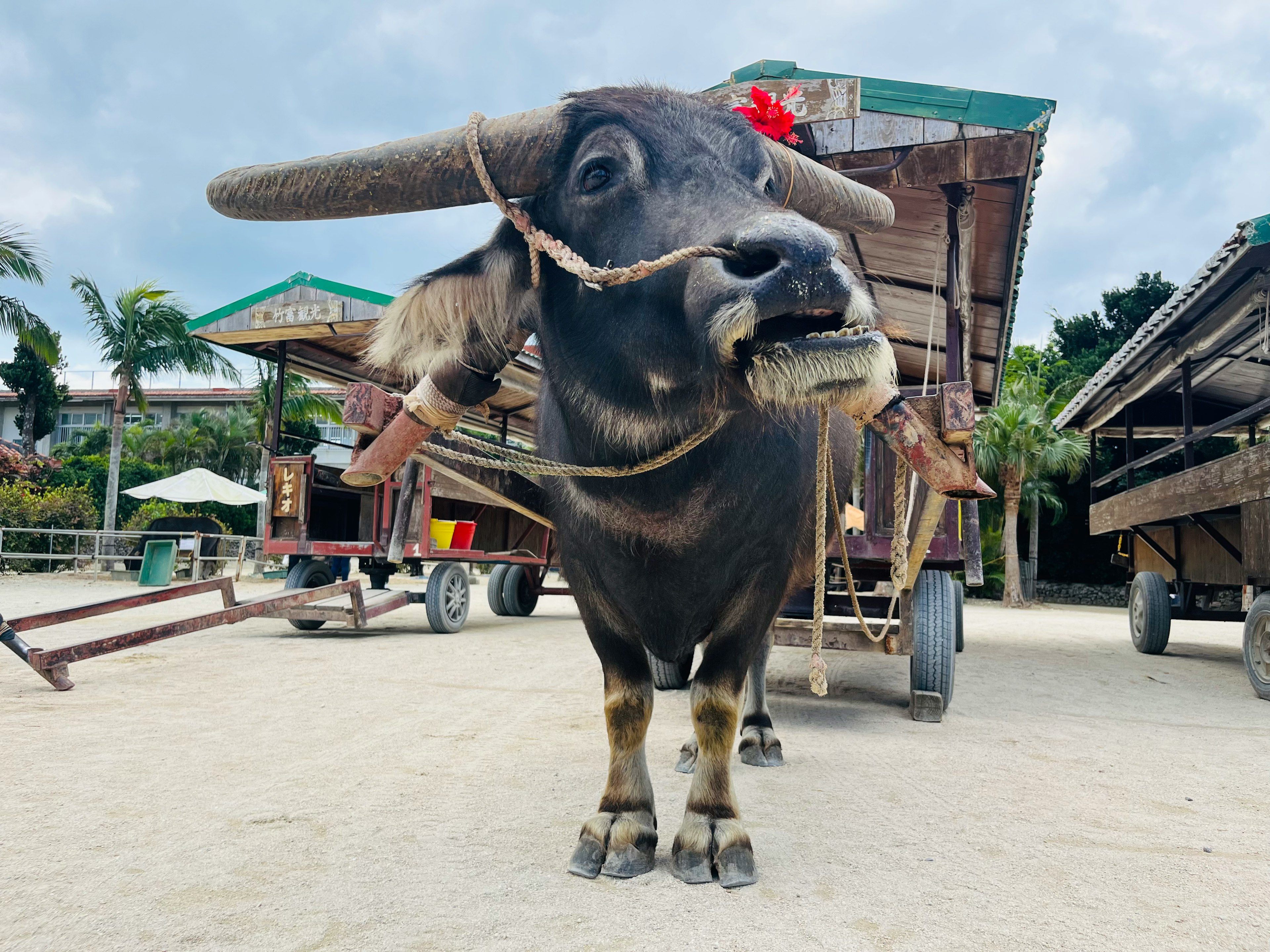 Một con trâu nước được trang trí đứng trên bãi biển cát