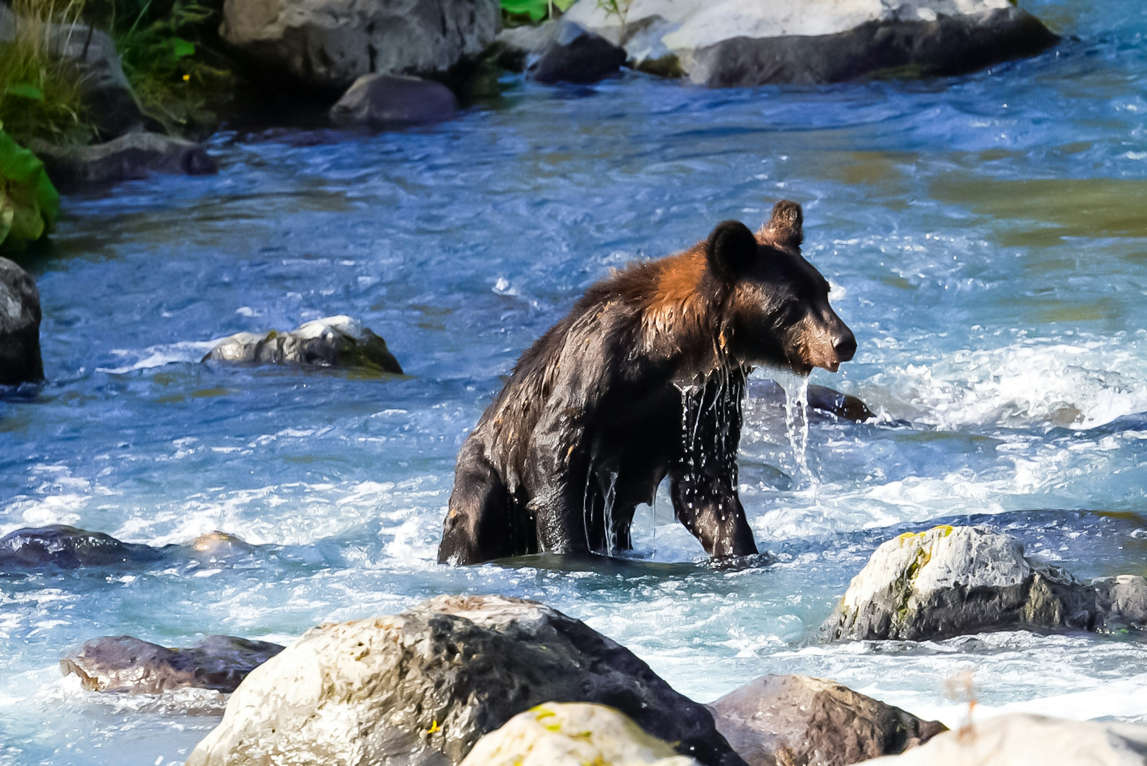 Un oso pardo caminando a través de un río rodeado de piedras