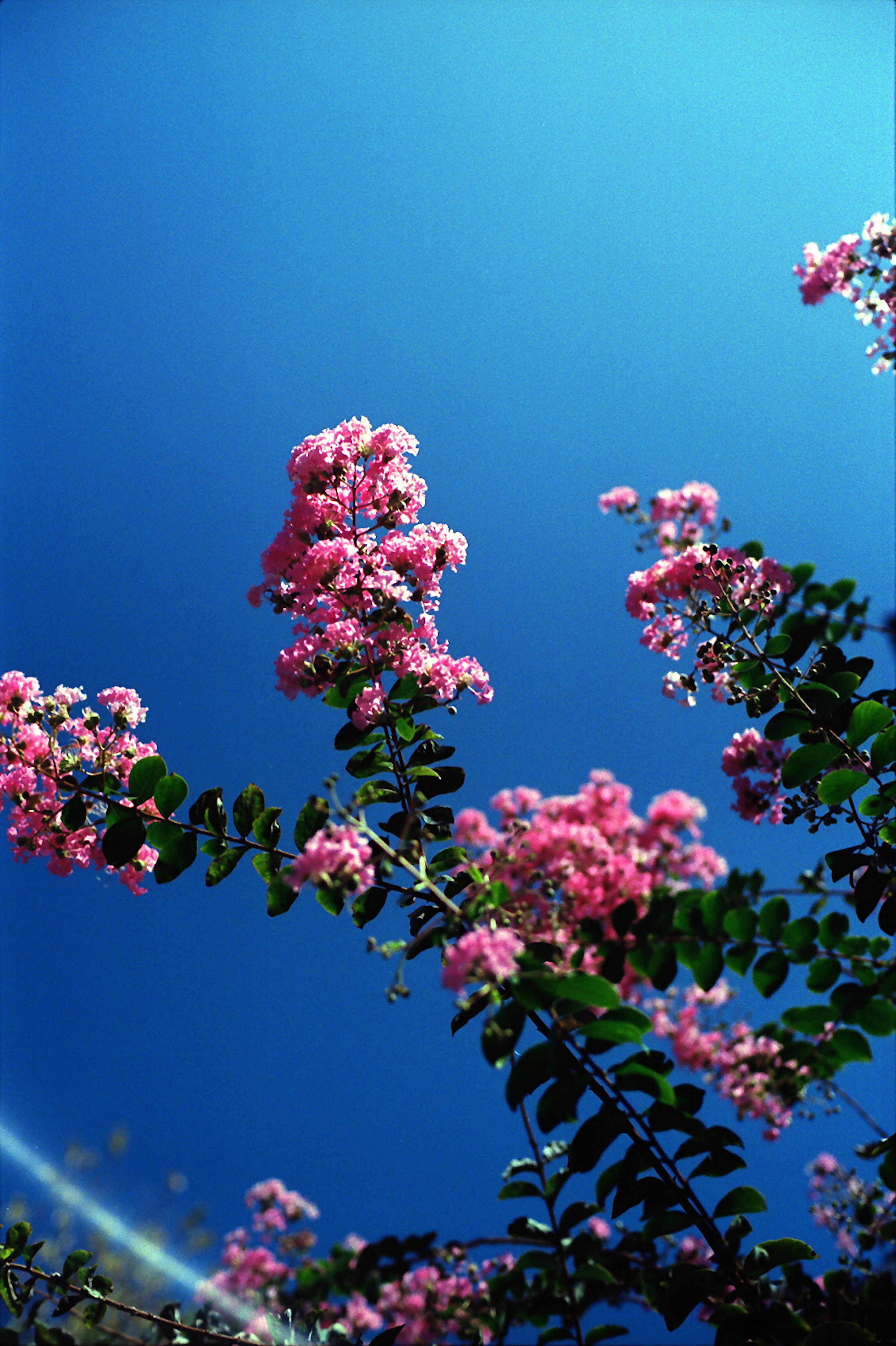 Rosa Blumen vor blauem Himmel mit grünen Blättern