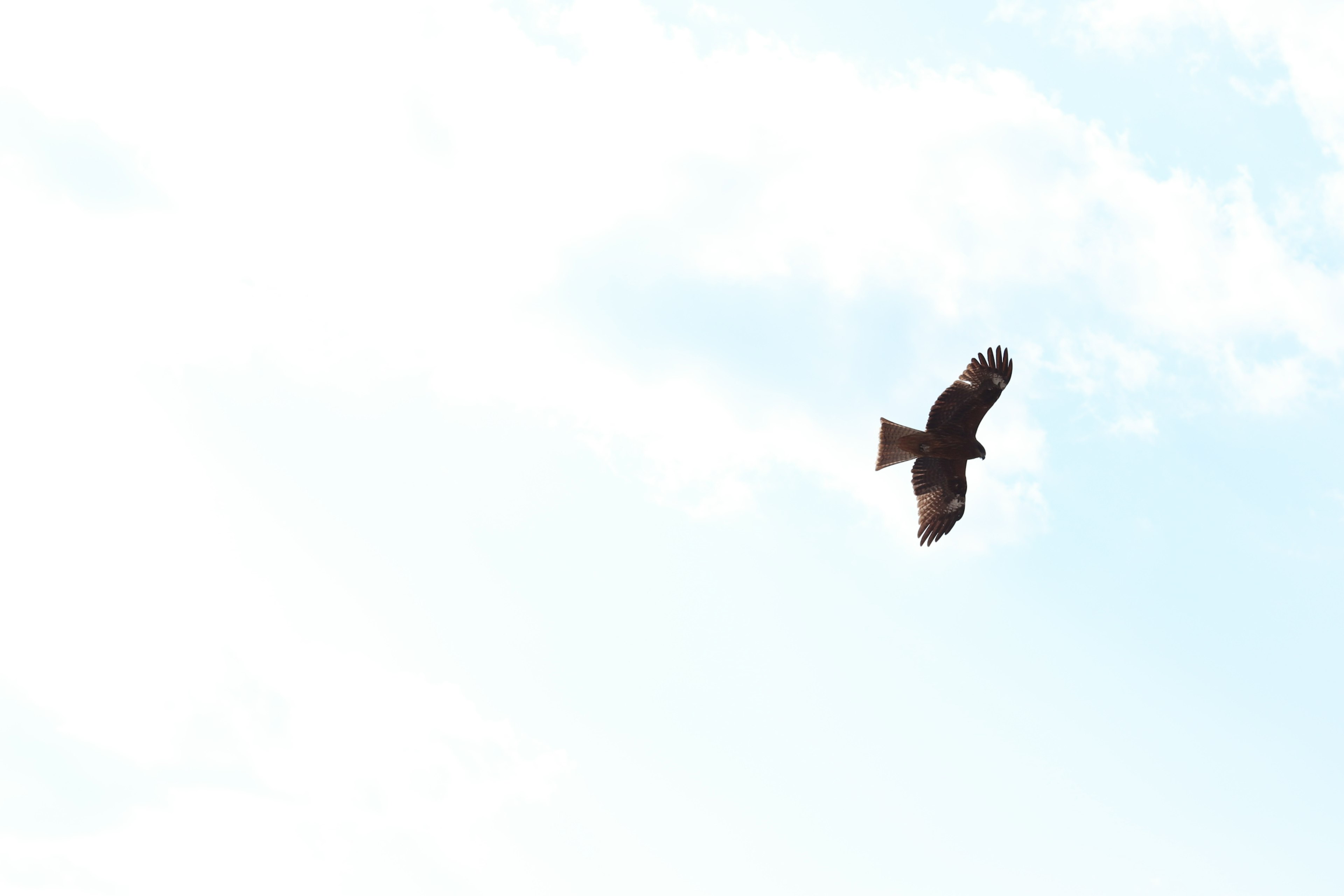 Silhouette eines Falken, der vor einem blauen Himmel fliegt