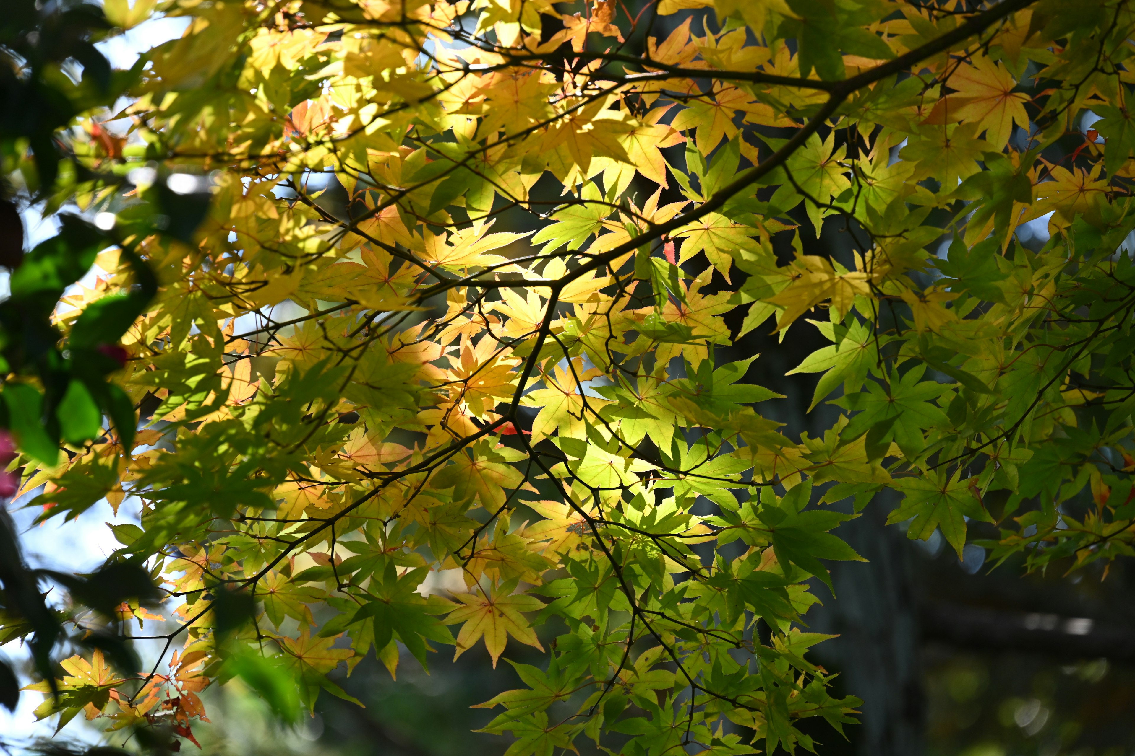 Vibrant yellow and green leaves illuminated by sunlight on autumn branches