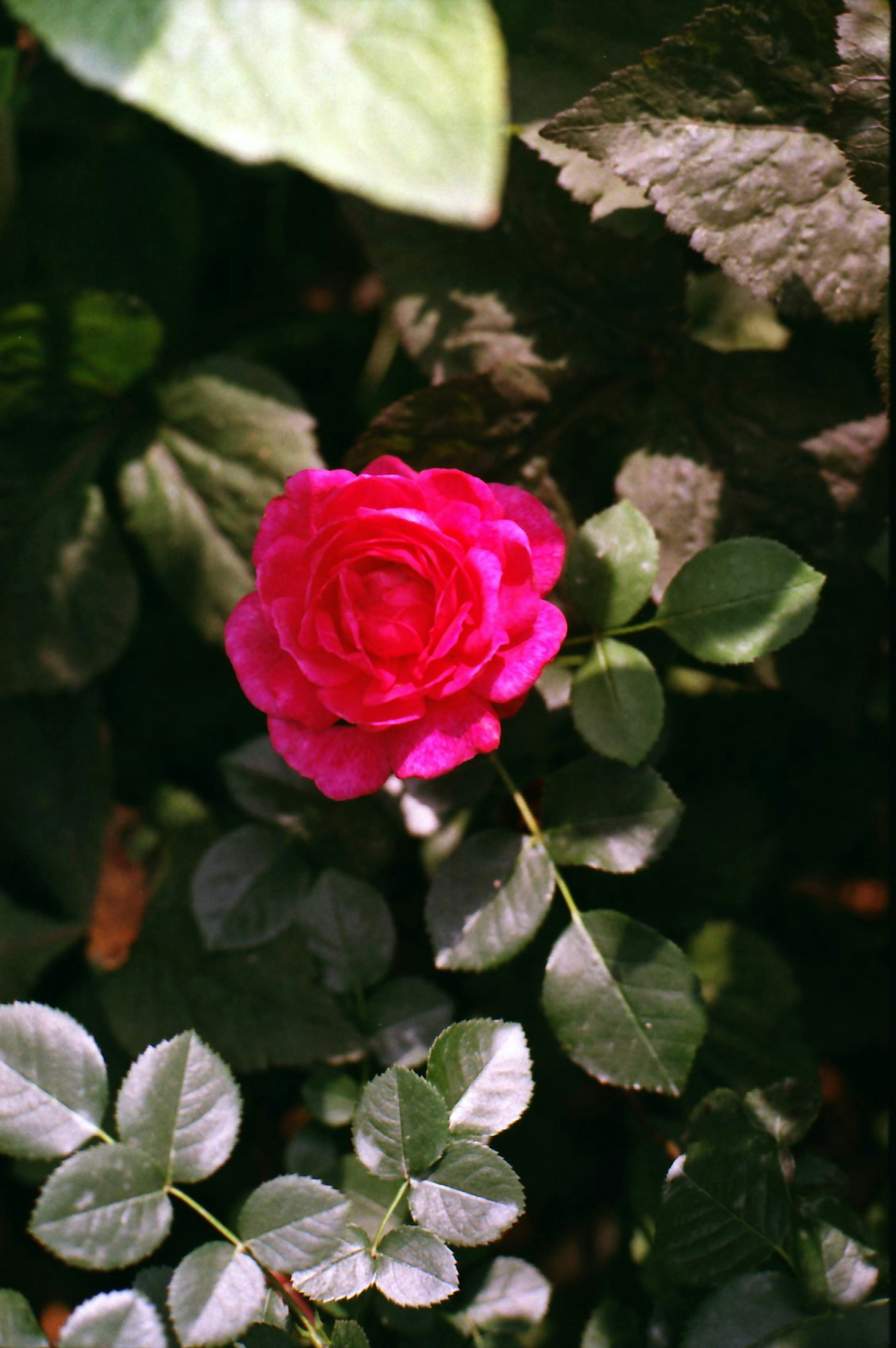 Sebuah mawar pink cerah mekar di antara daun hijau