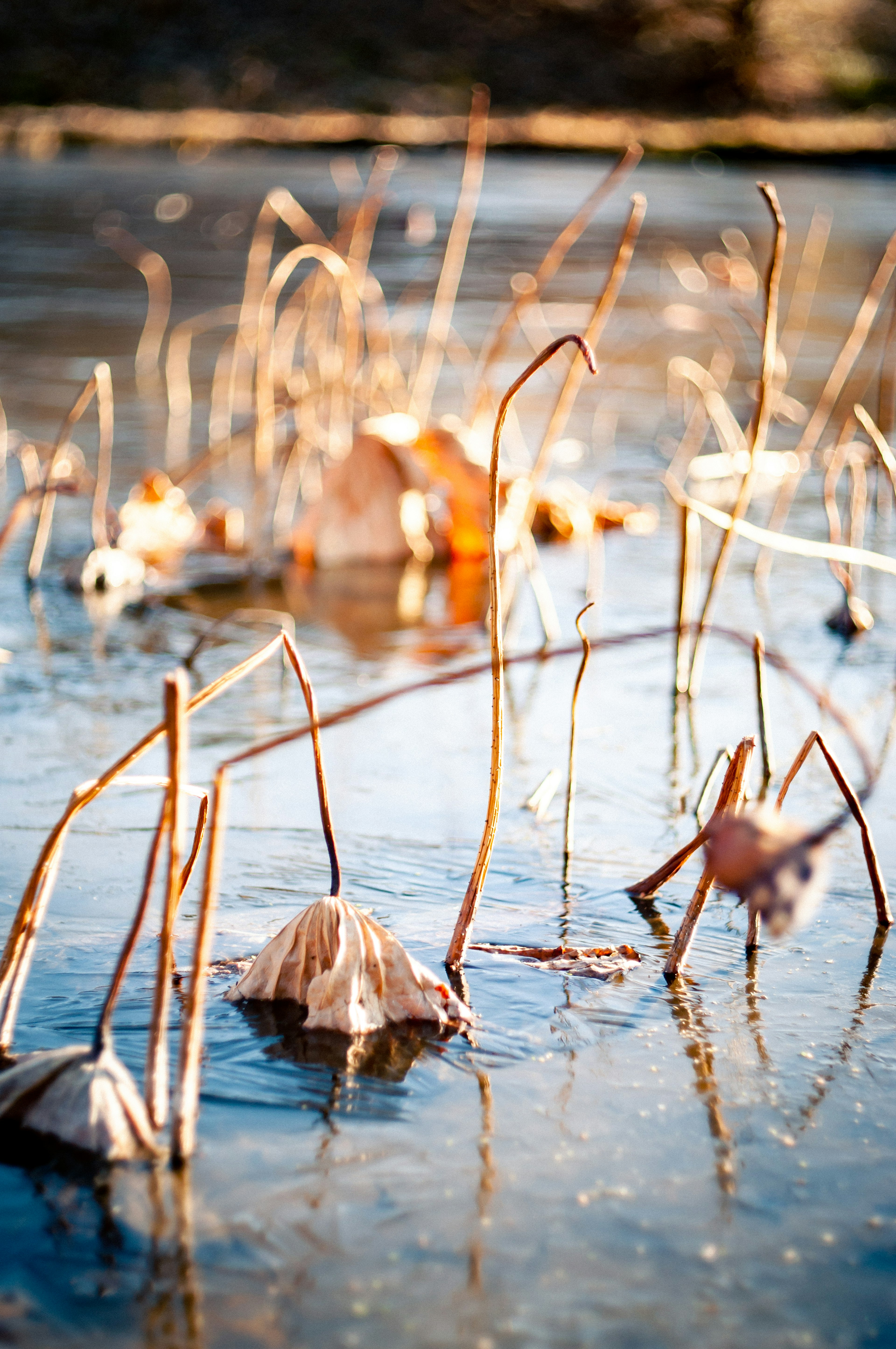 Getrocknete Lotus-Stängel und -Blätter, die auf der Wasseroberfläche schwimmen