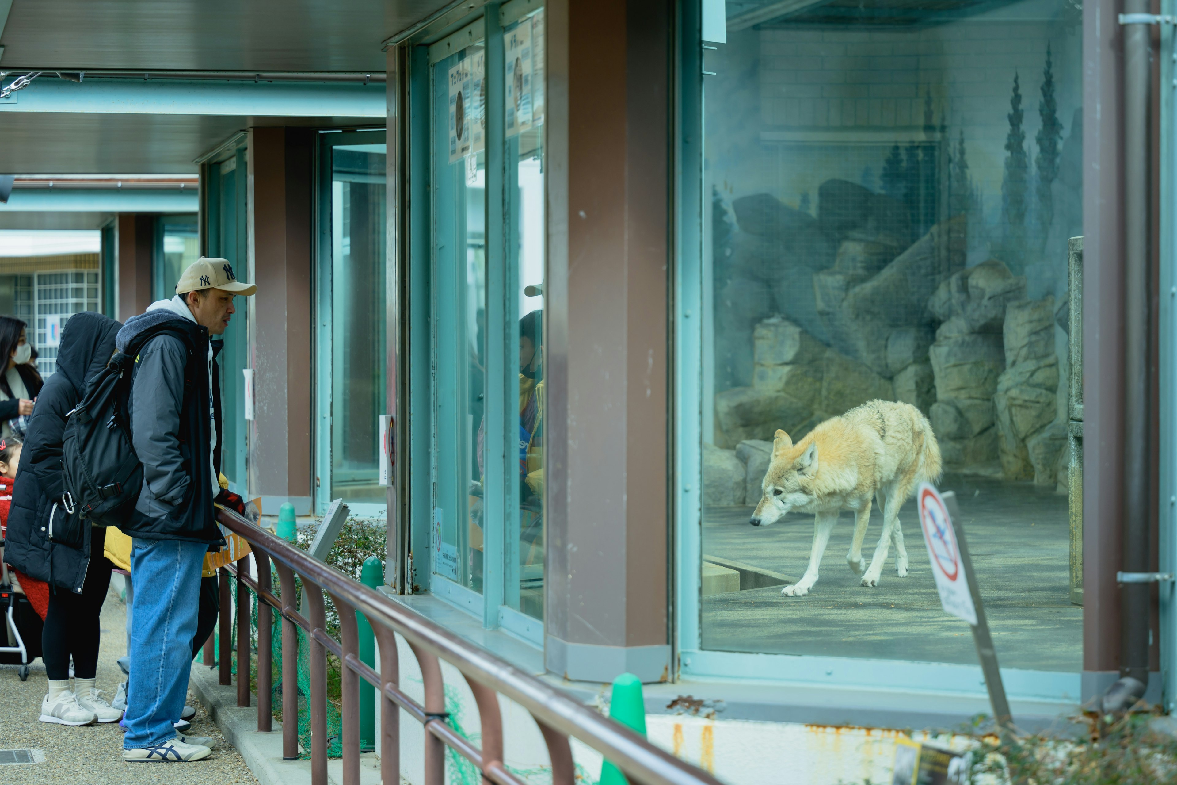 People observing a wolf behind glass at a zoo