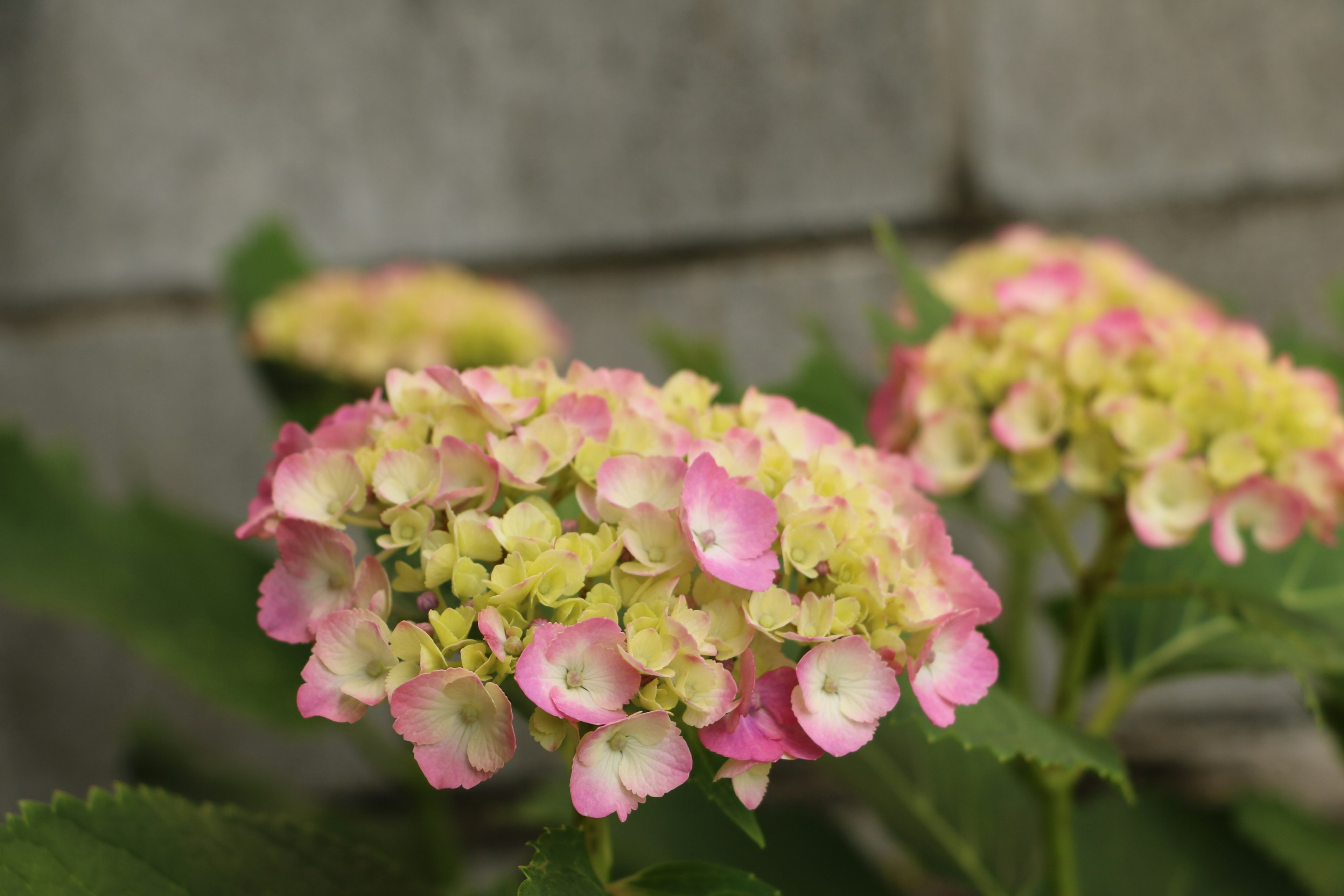 ピンクと黄緑の色合いのアジサイの花が咲いている