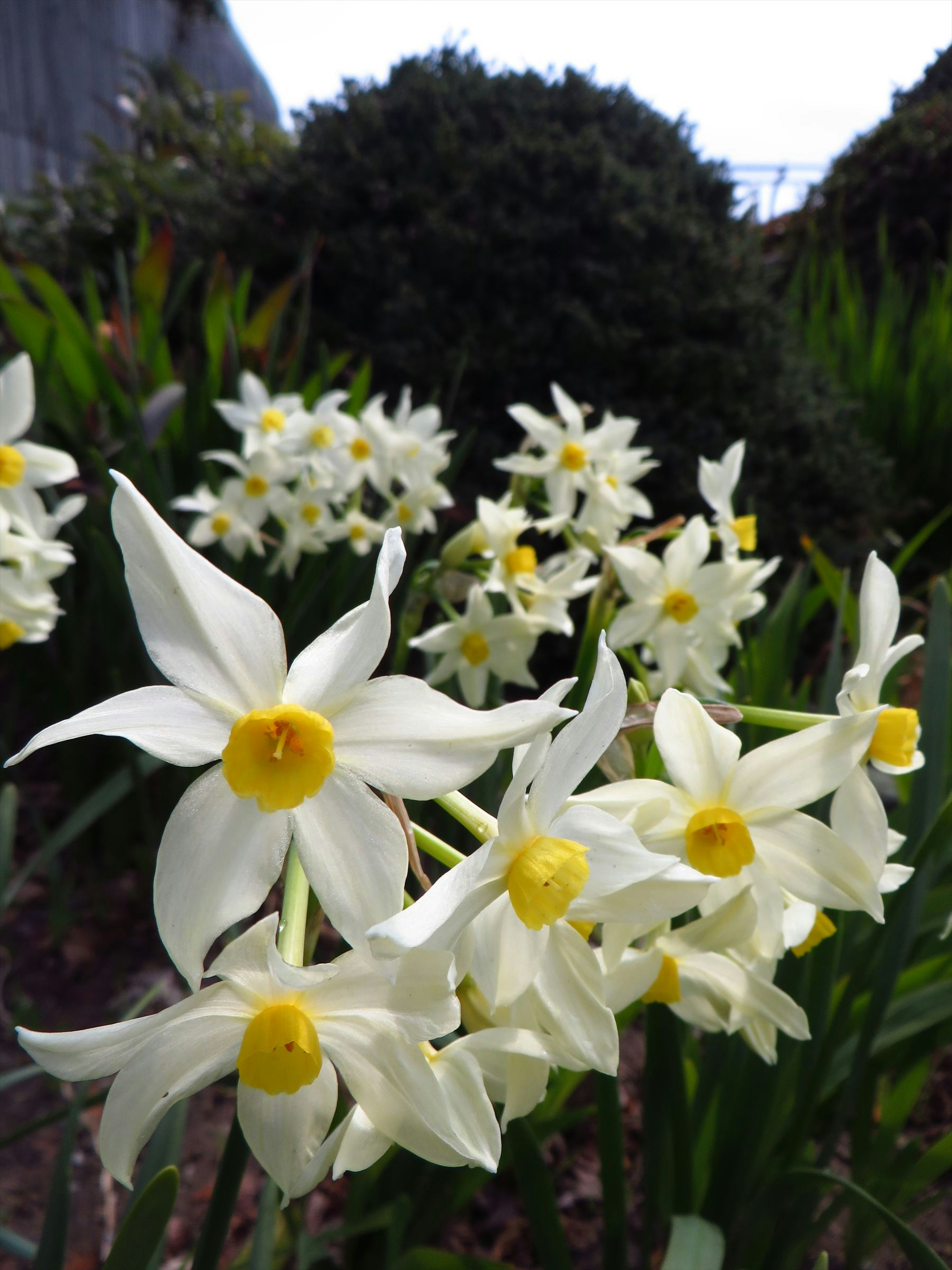 Gruppo di narcisi bianchi con centri gialli in un giardino