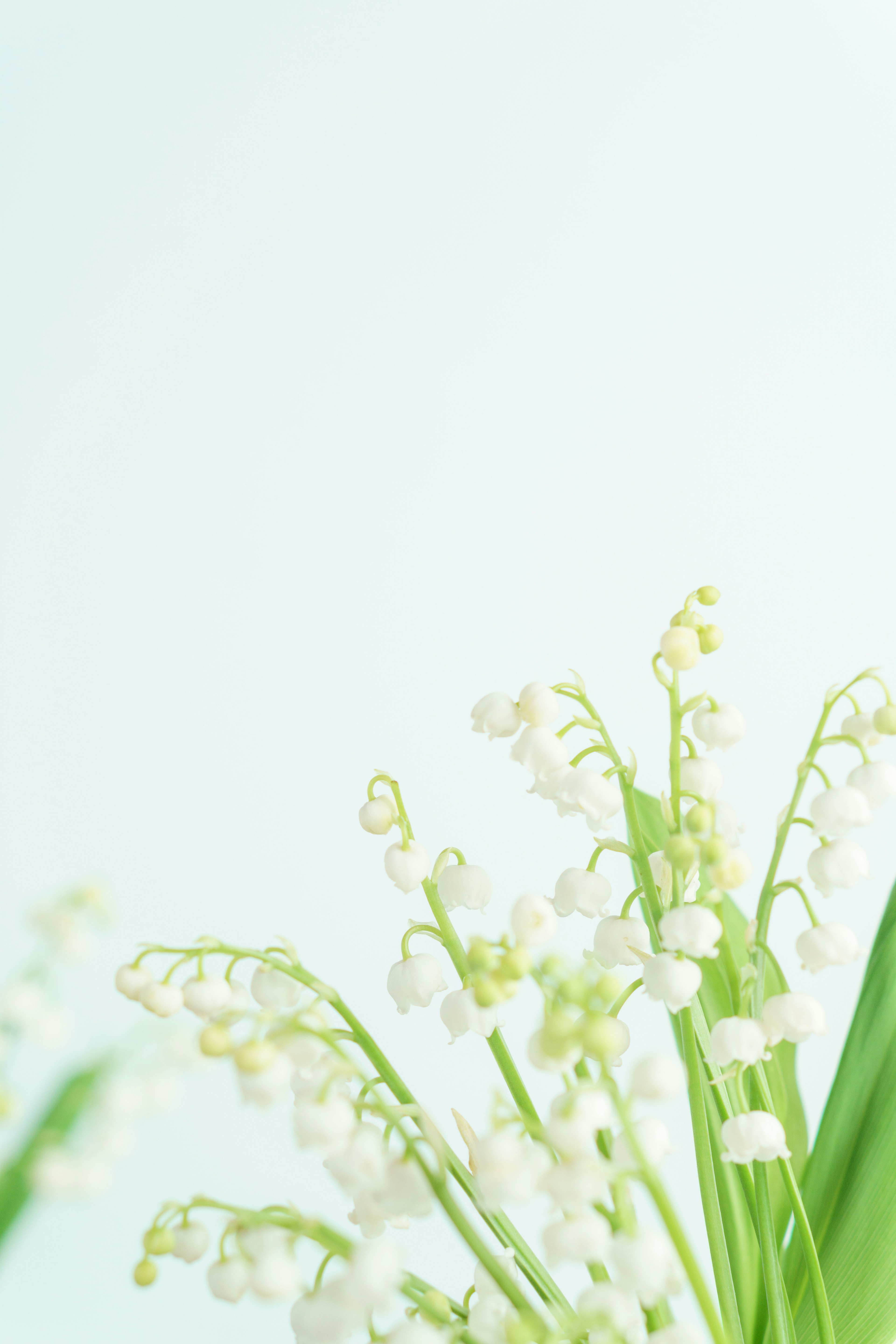 Delicate white lily of the valley flowers with green leaves against a soft blue background