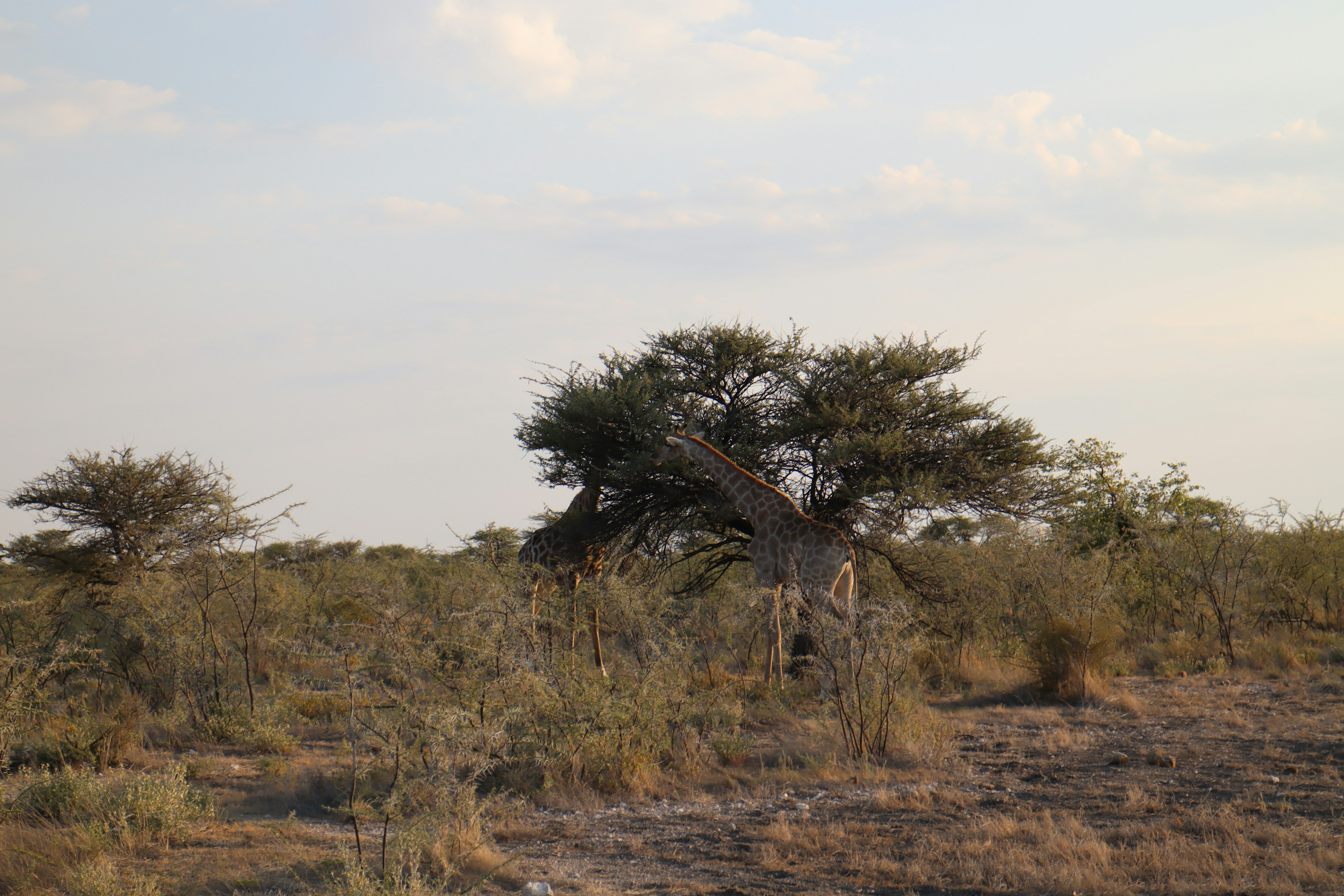 Landscape featuring trees in a vast grassland with dry ground