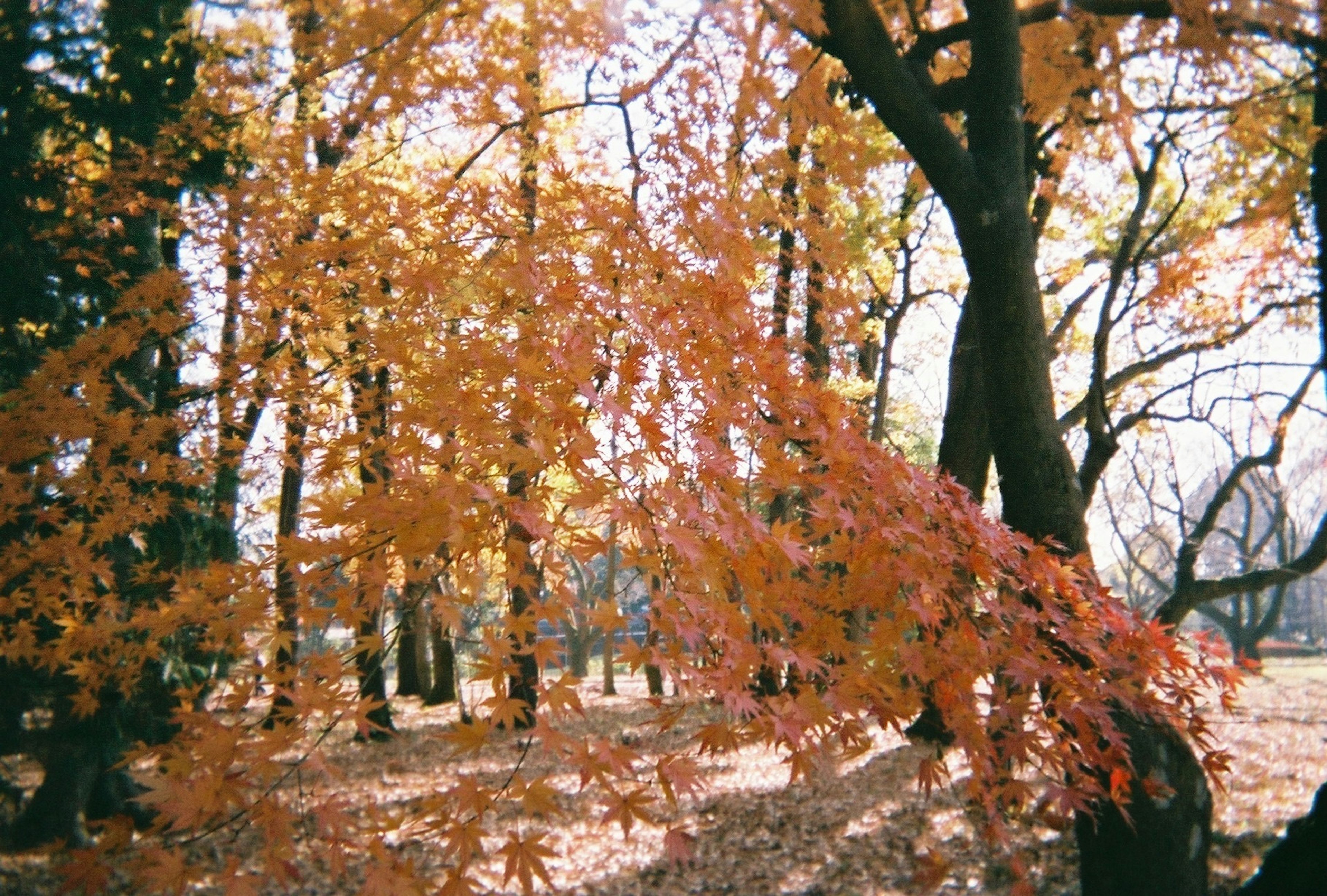 秋季橙色树叶的风景