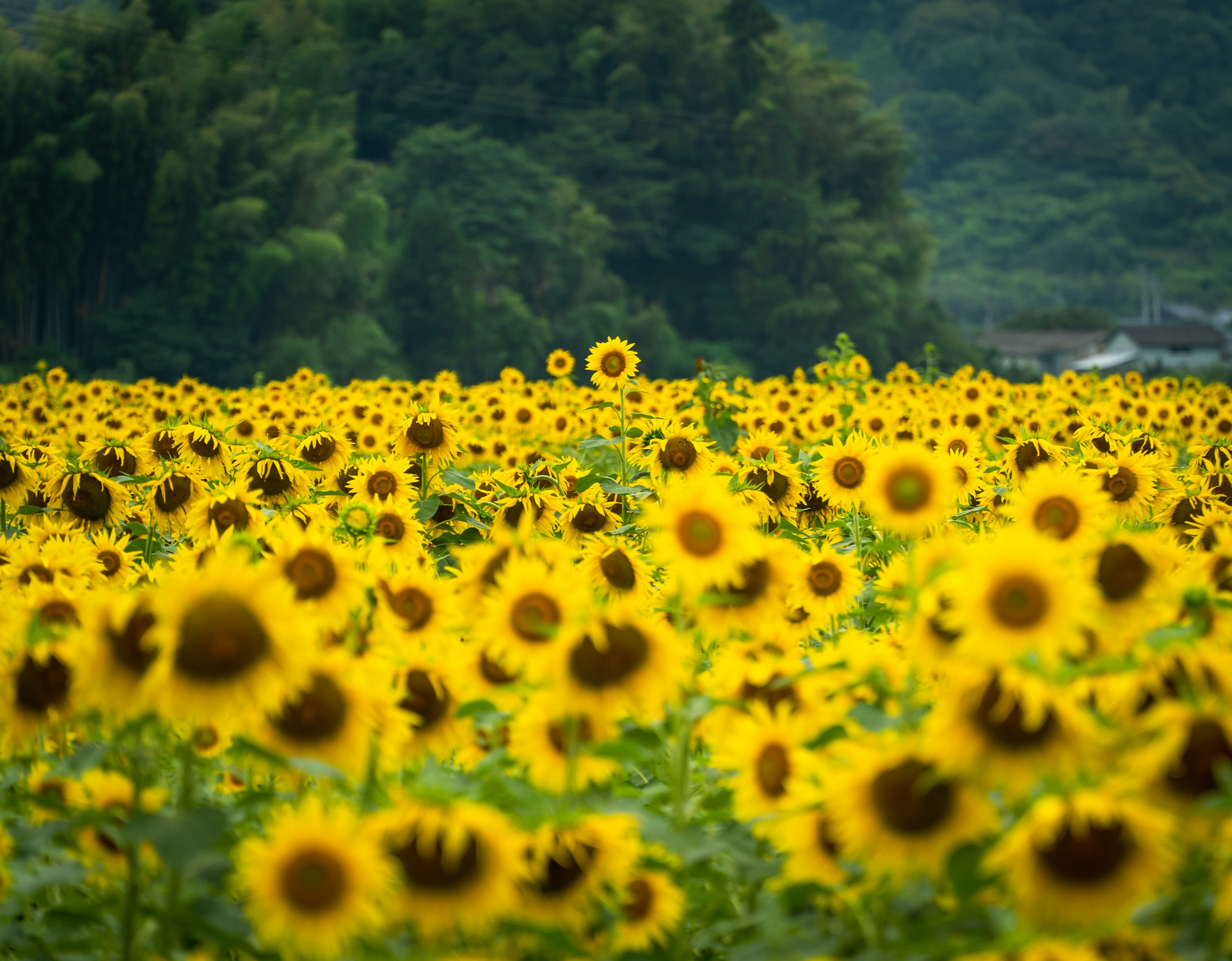 広がるひまわり畑の鮮やかな黄色の花々と緑の背景