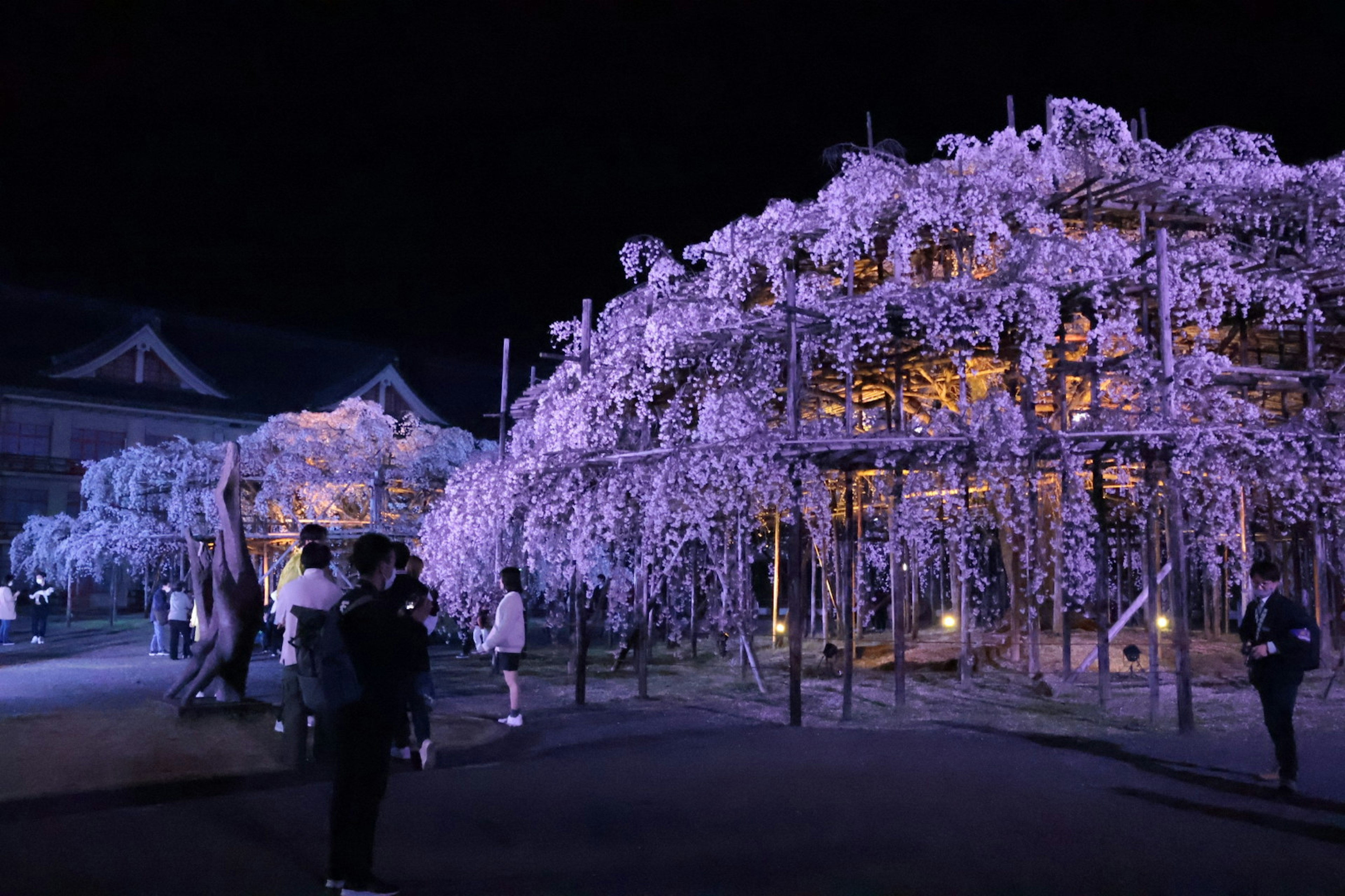 Beautifully illuminated wisteria flowers at night with people enjoying the view