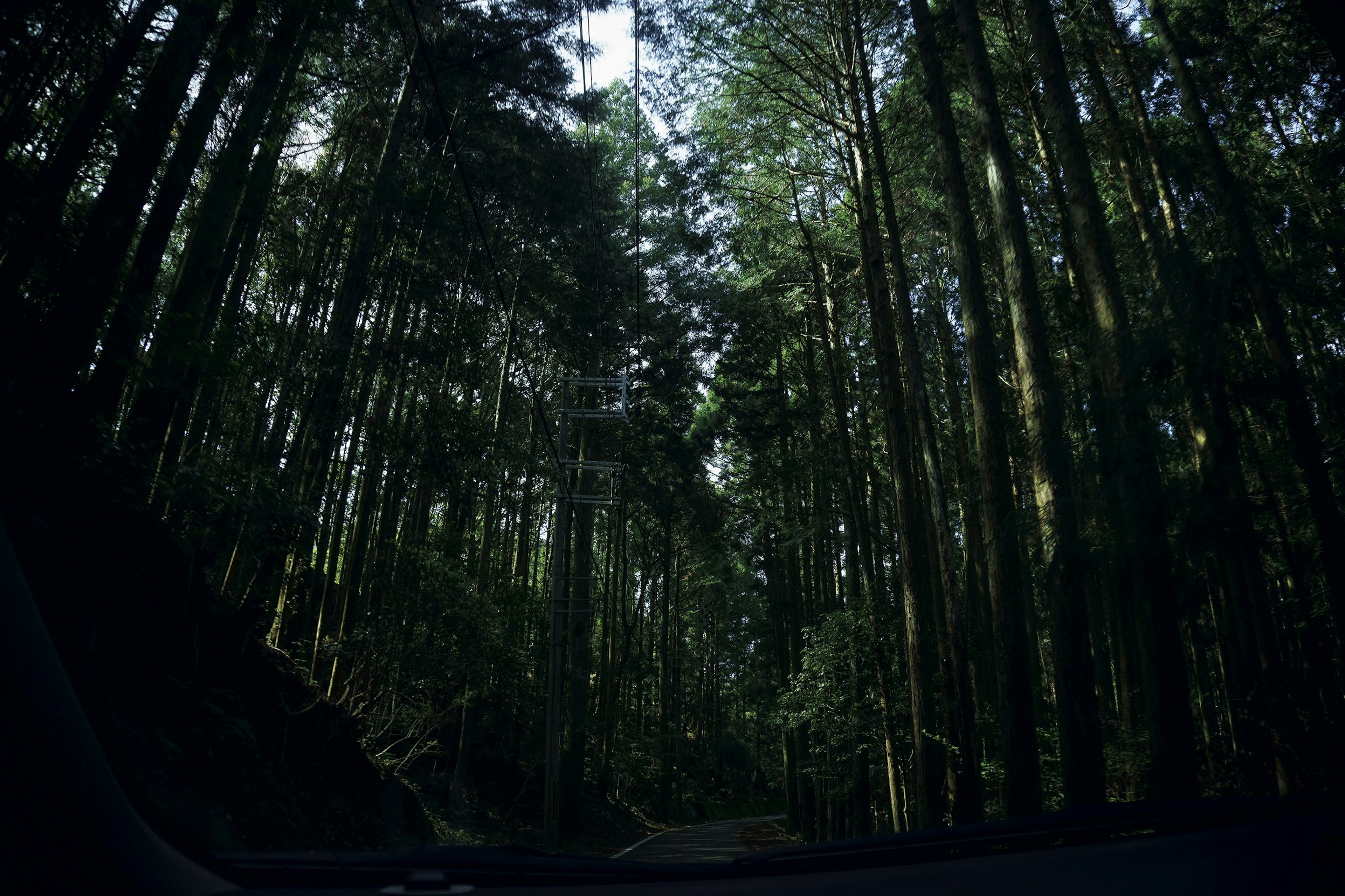 深い森の中の道の景色緑の木々が高くそびえ立つ