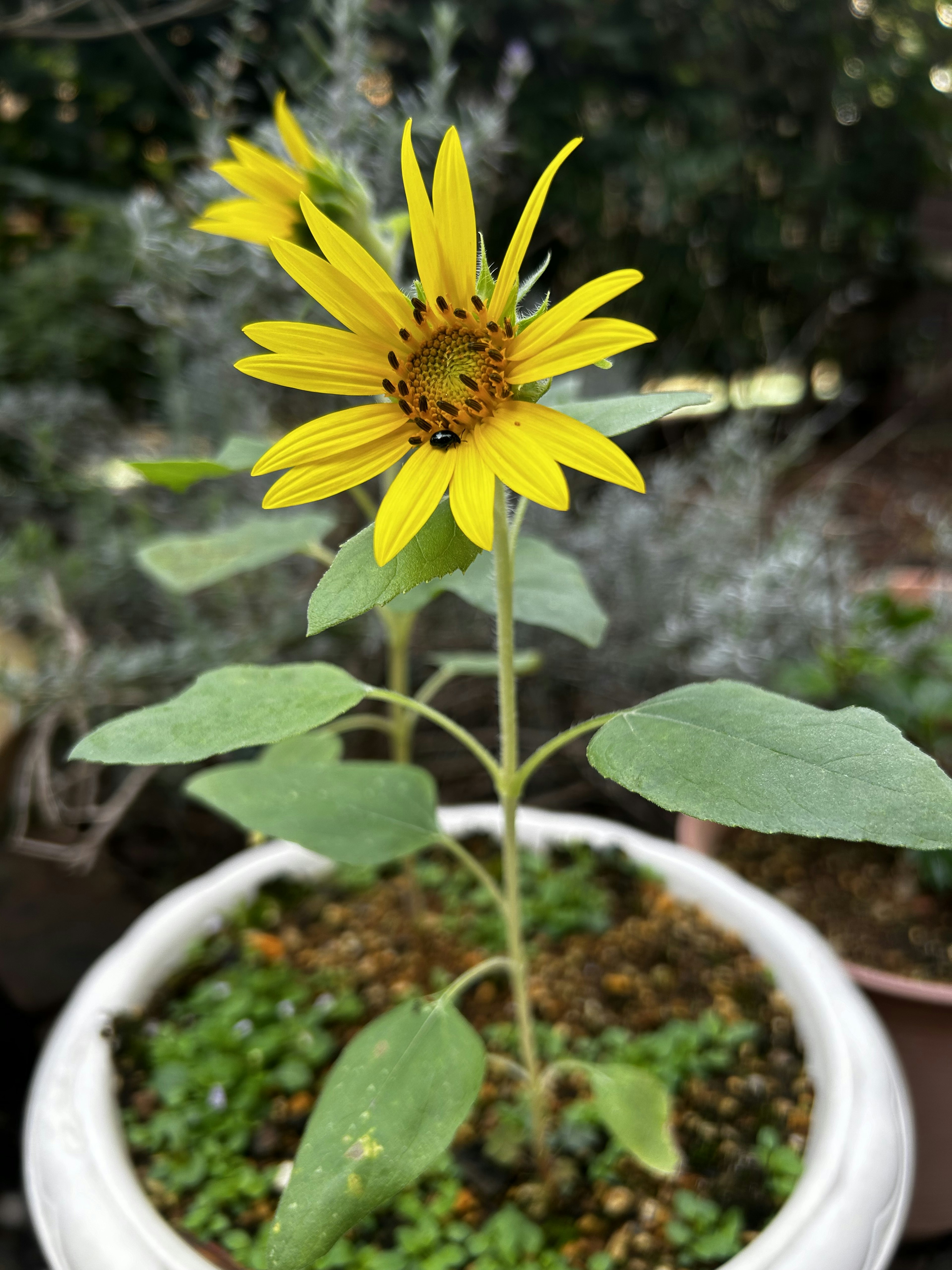 A small sunflower blooming in a pot with green leaves and soil background