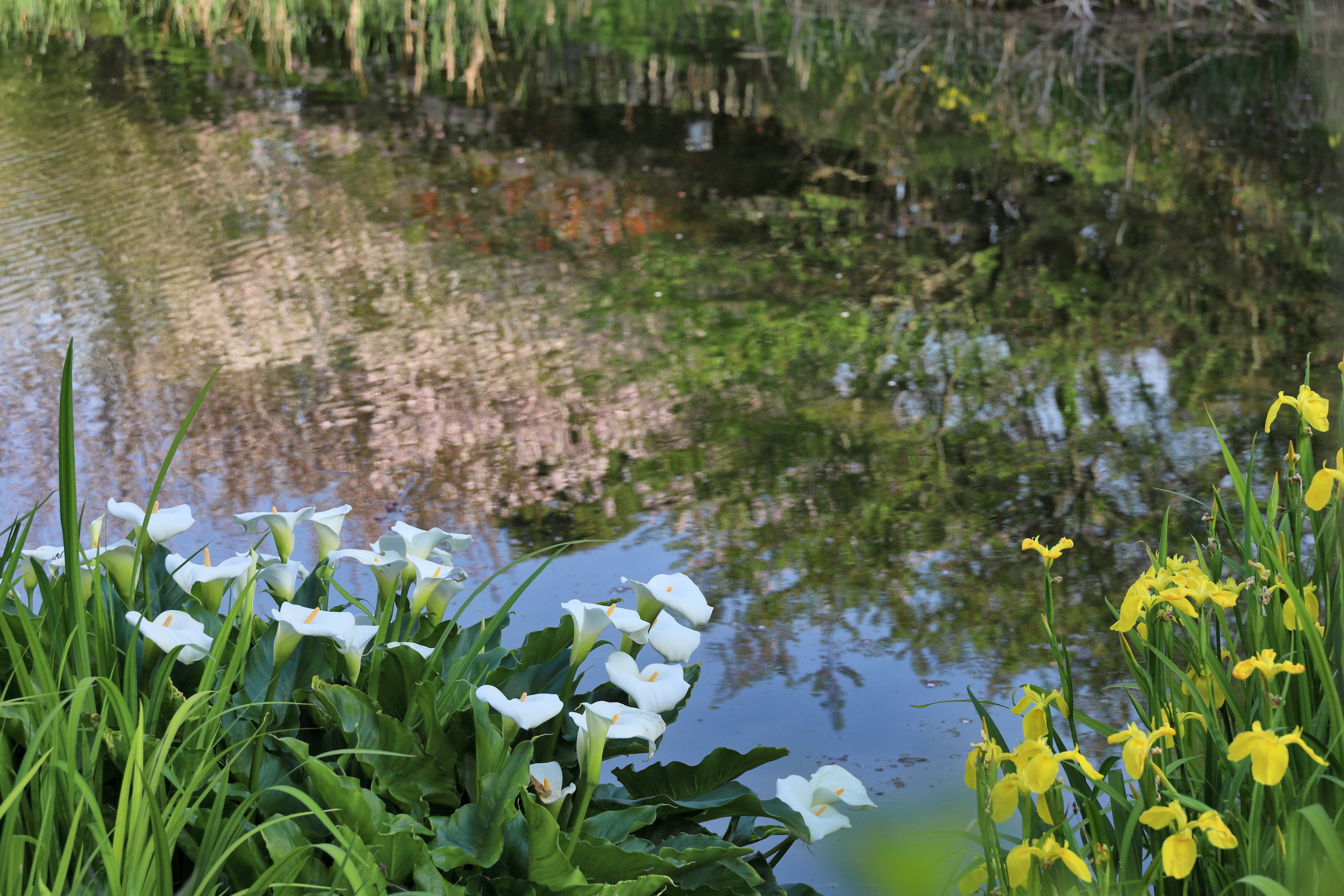 Scenic view of white and yellow flowers by a pond with reflections of surrounding greenery