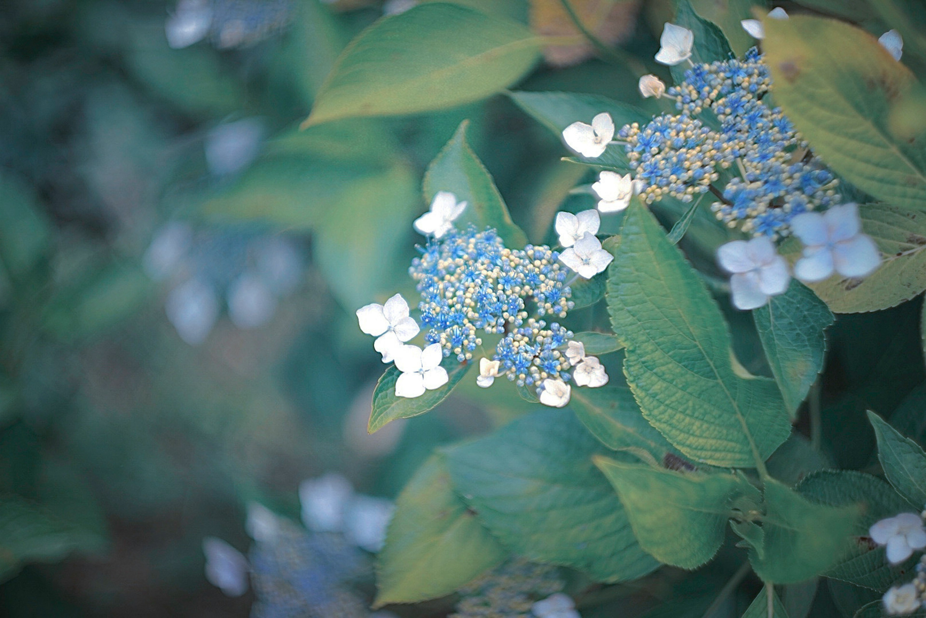 Close-up of a plant featuring blue flowers and white petals