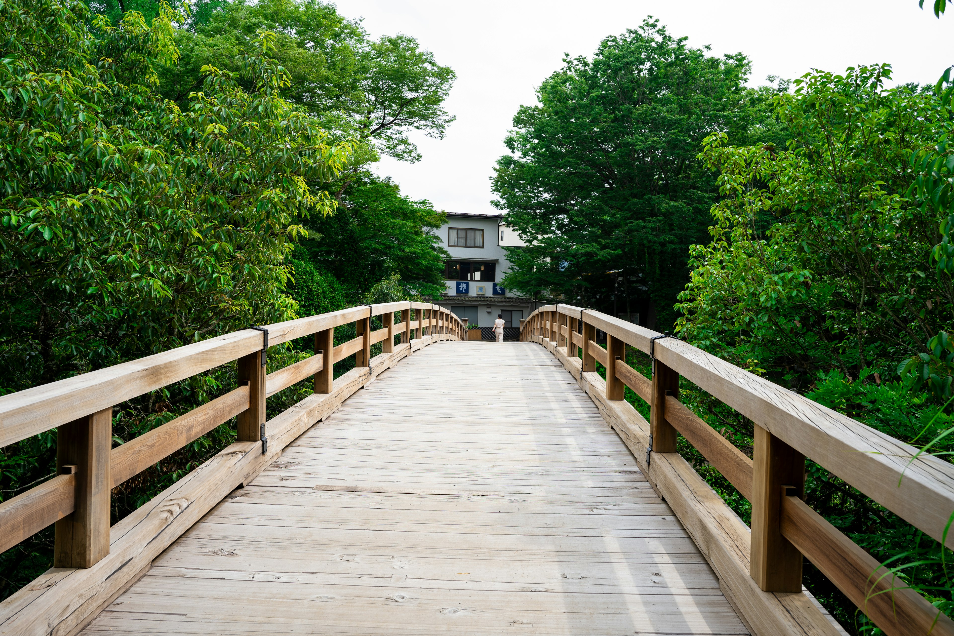 Wooden bridge surrounded by lush green trees