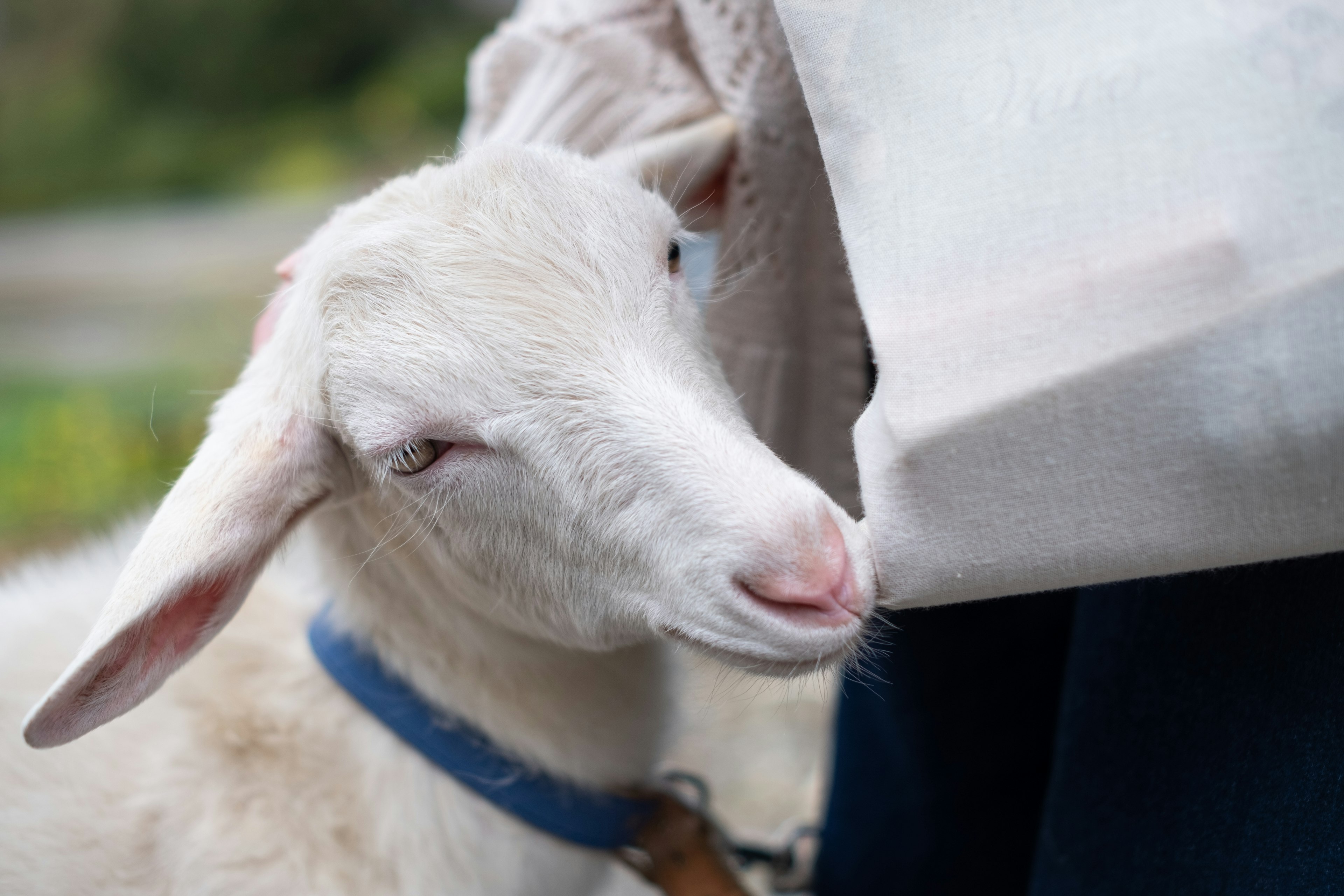 Ein weißes Lamm, das sich an eine Person schmiegt