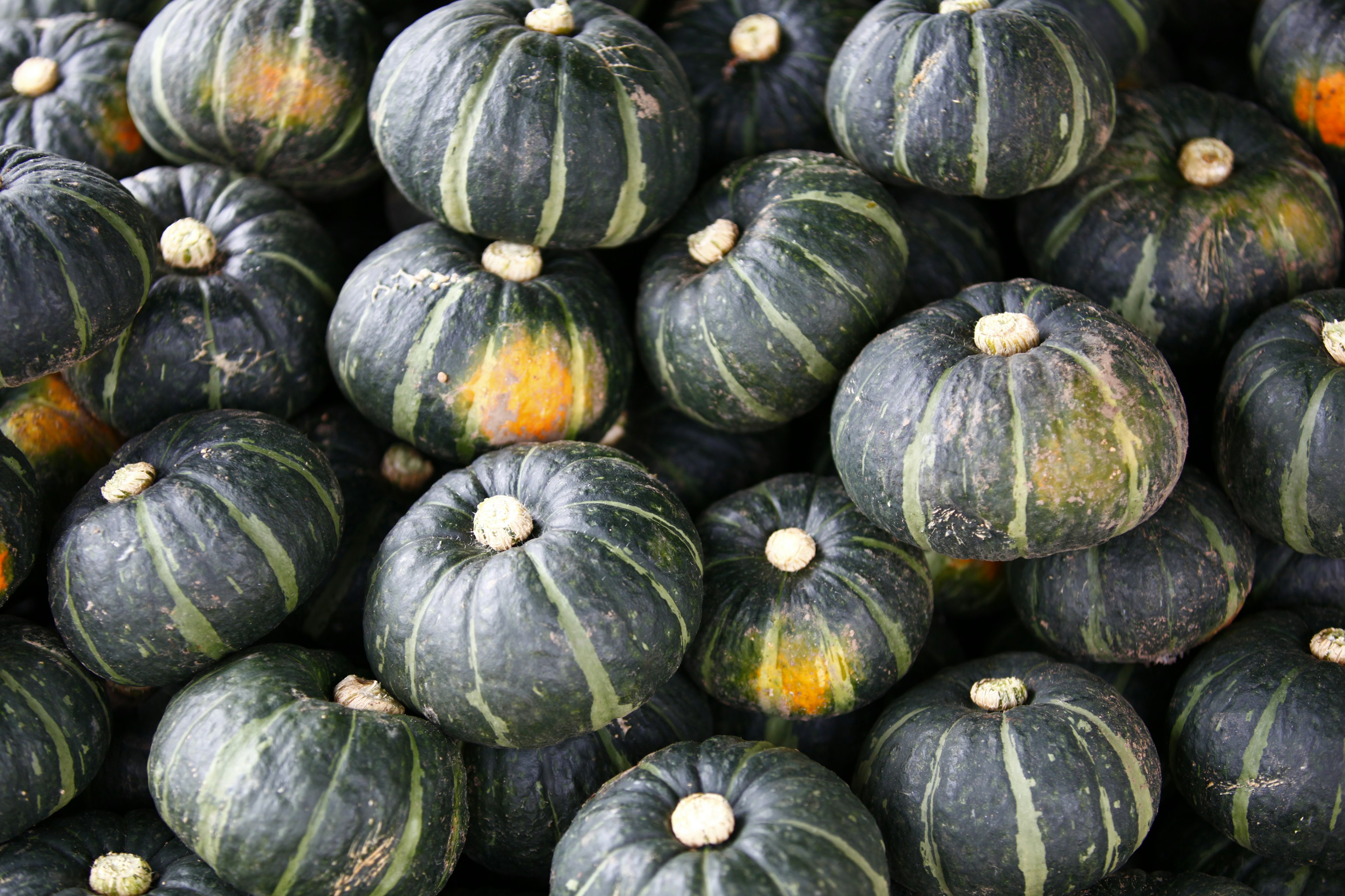 A pile of dark green pumpkins with light stripes and orange spots