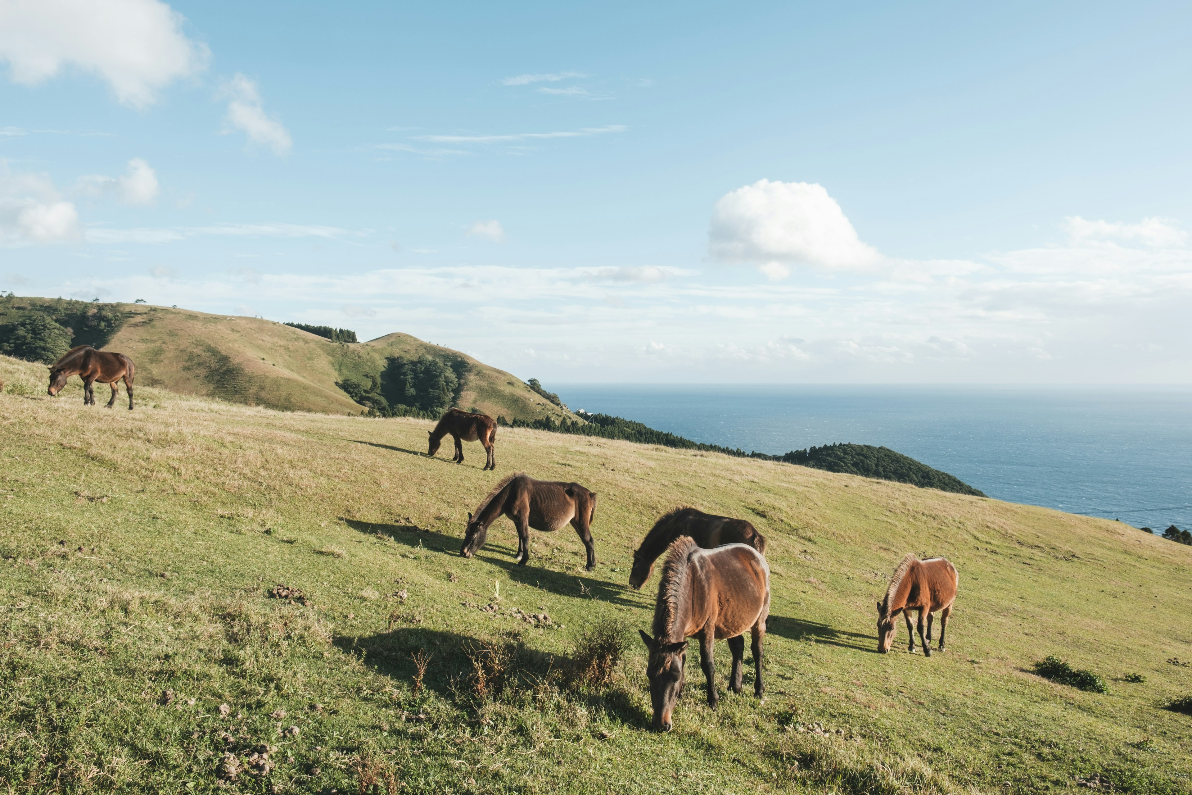 緑の草原で草を食べる馬たちの風景 海が見える丘