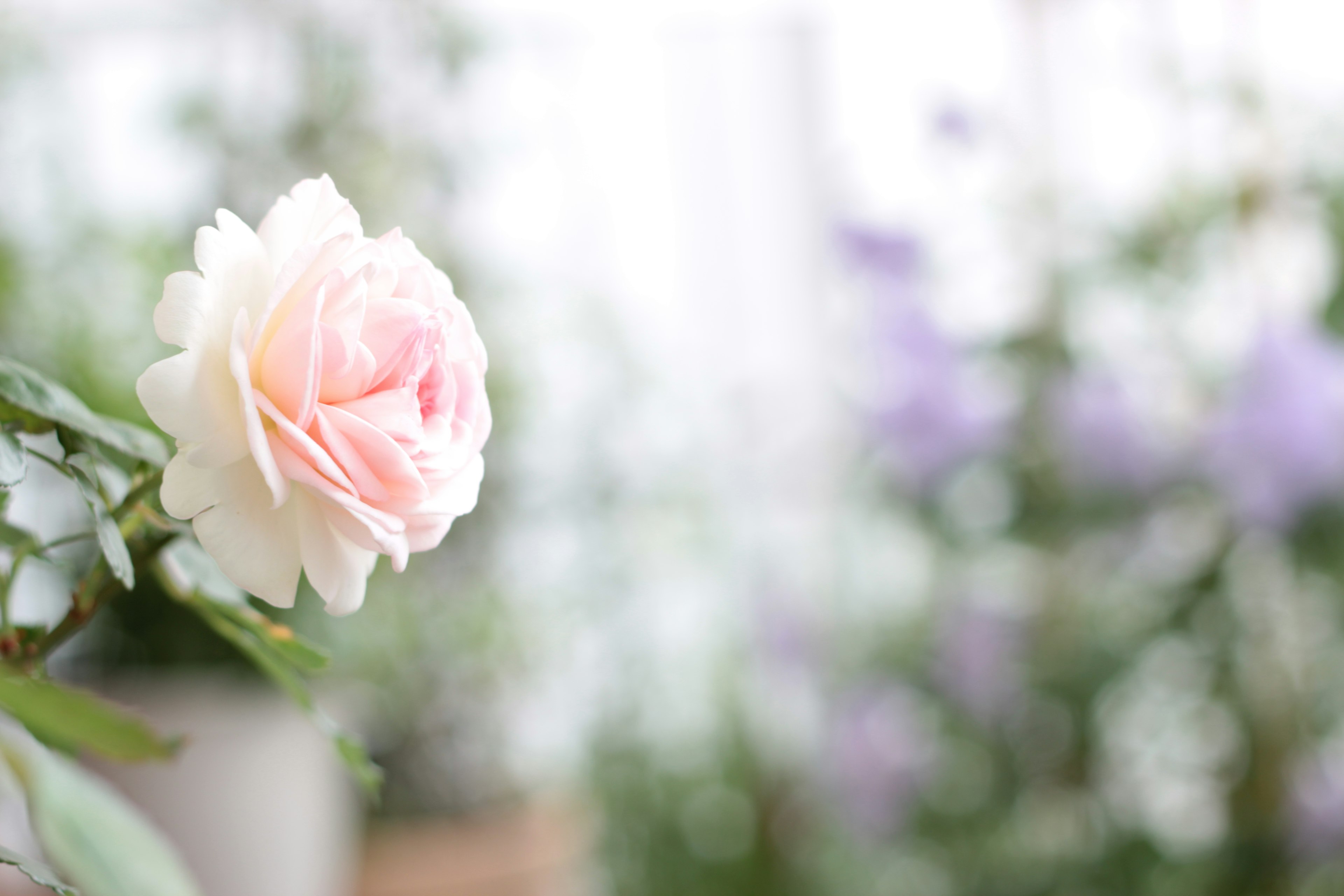 淡いピンクのバラが咲いている花壇の近景 背景には紫色の花がぼんやりと見える