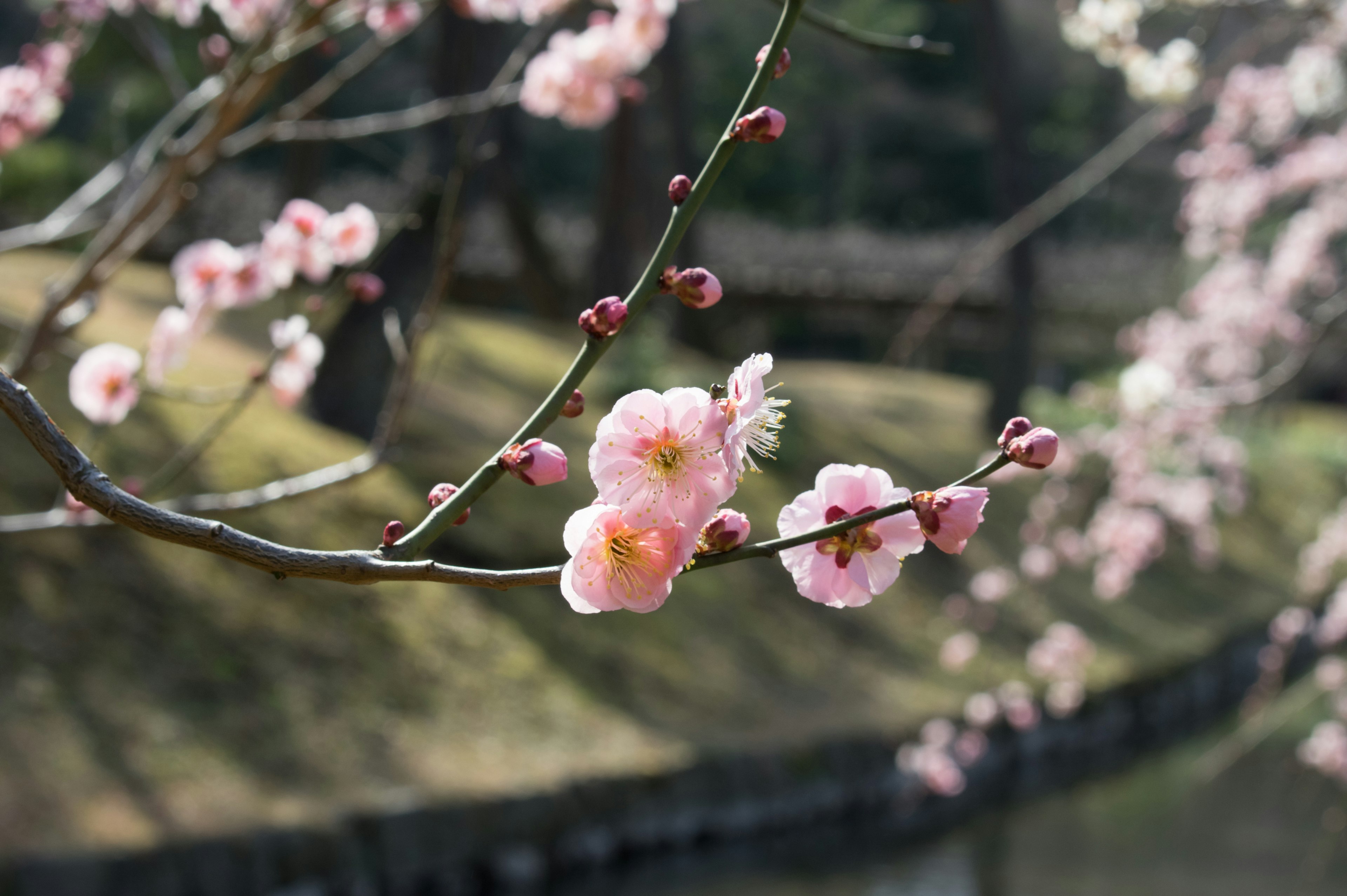 Close-up bunga plum mekar di cabang