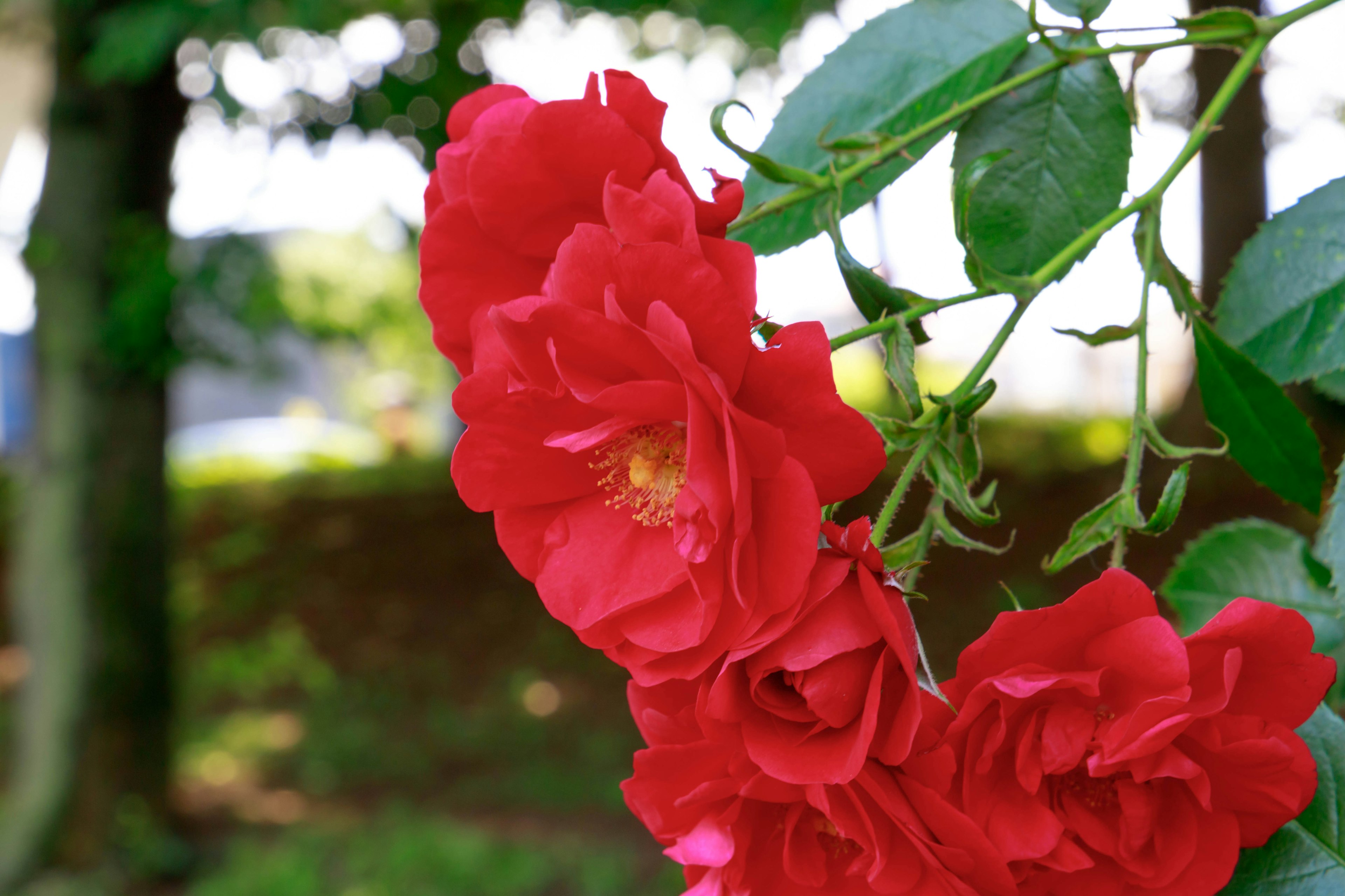 Vibrant red roses blooming with green leaves in the background