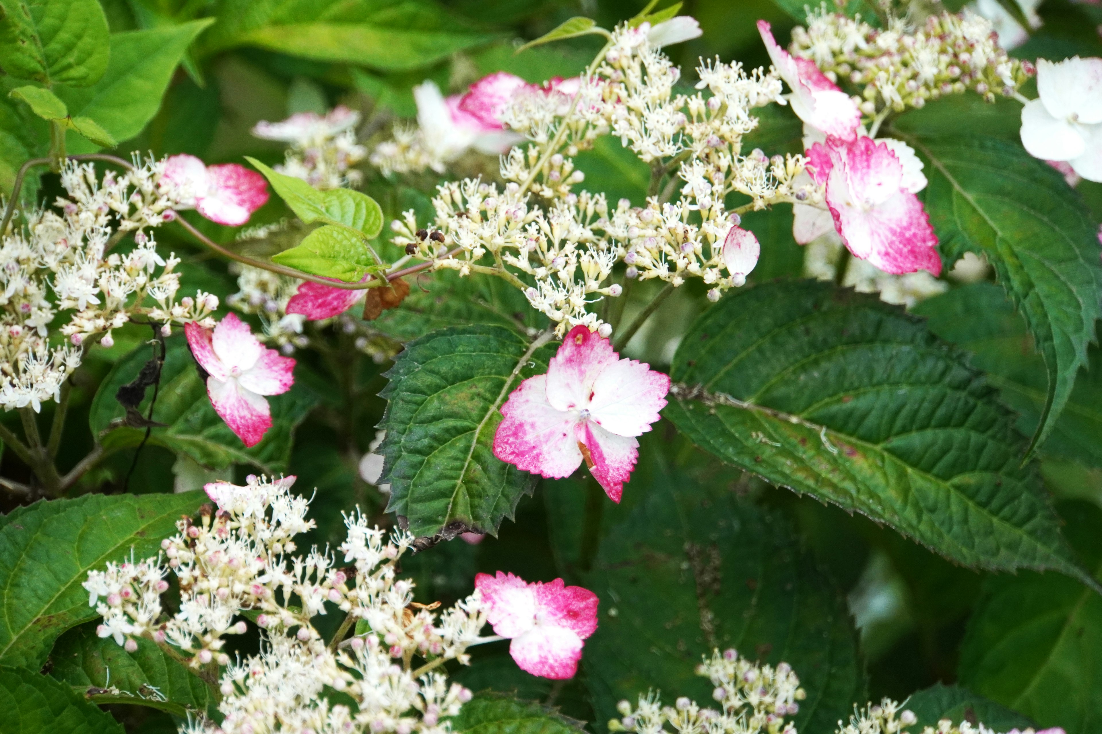 A plant with white and pink flowers surrounded by green leaves