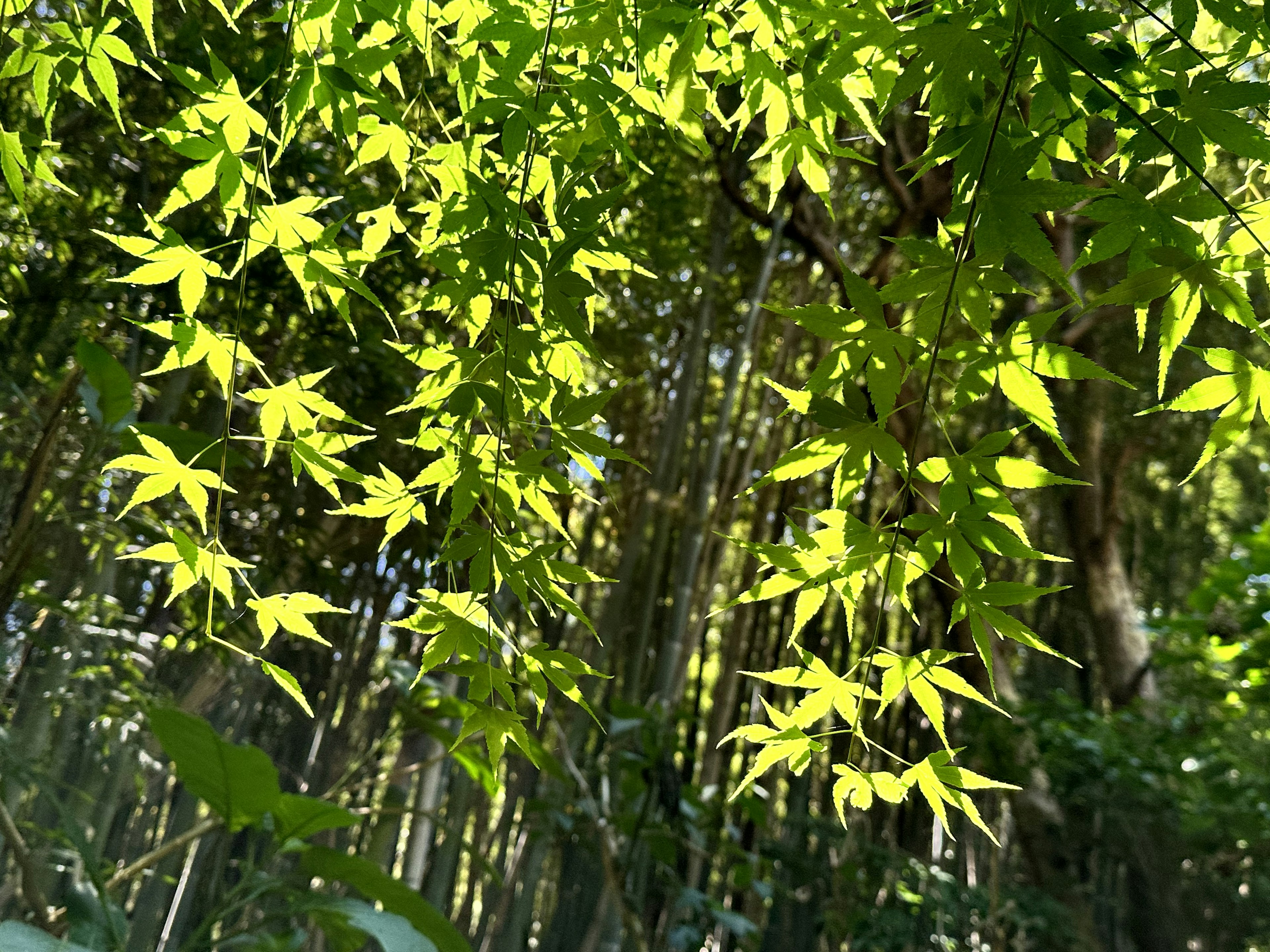 緑の葉が生い茂る竹の森の中の光景