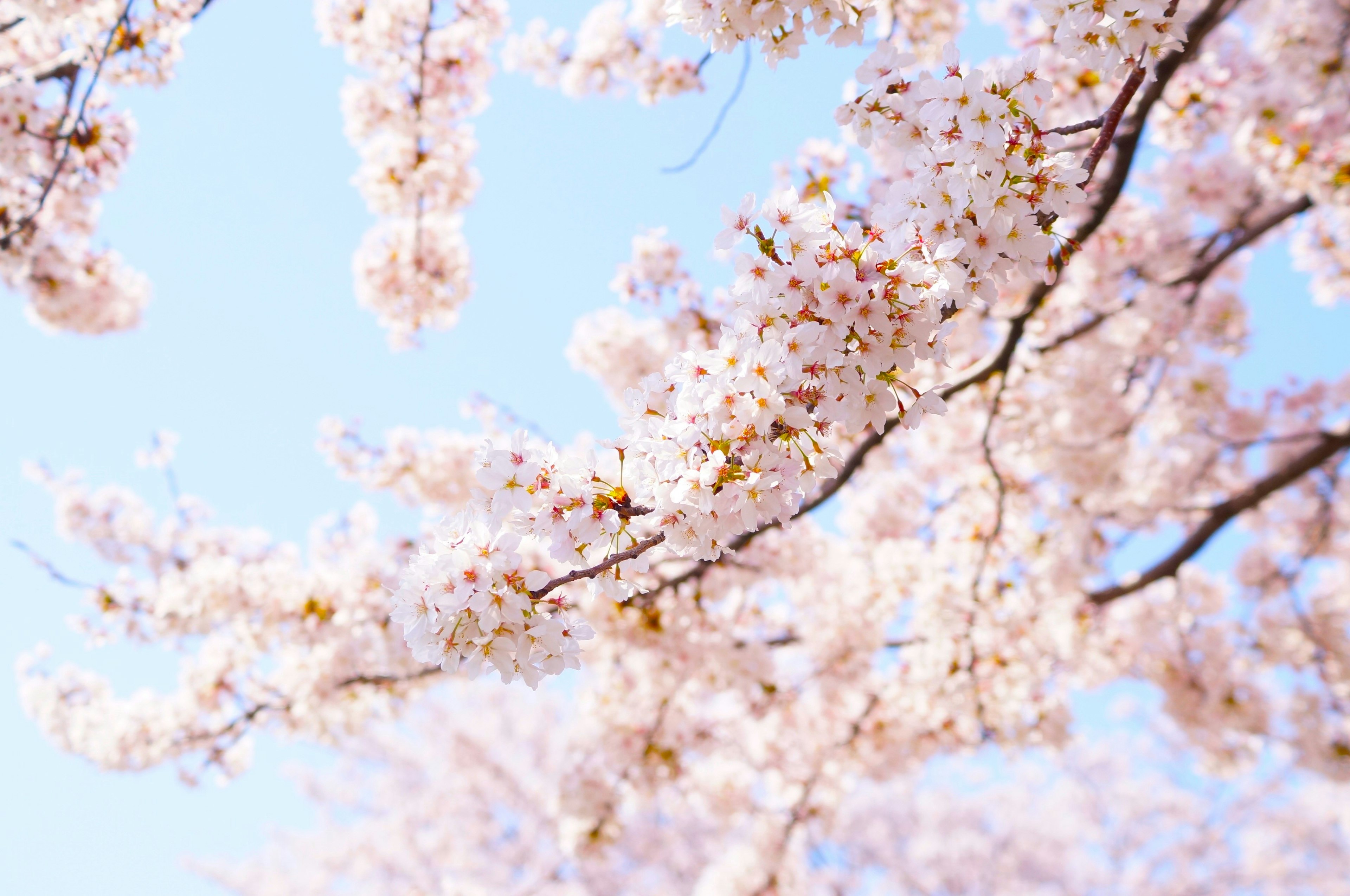 Image of cherry blossom flowers against a blue sky