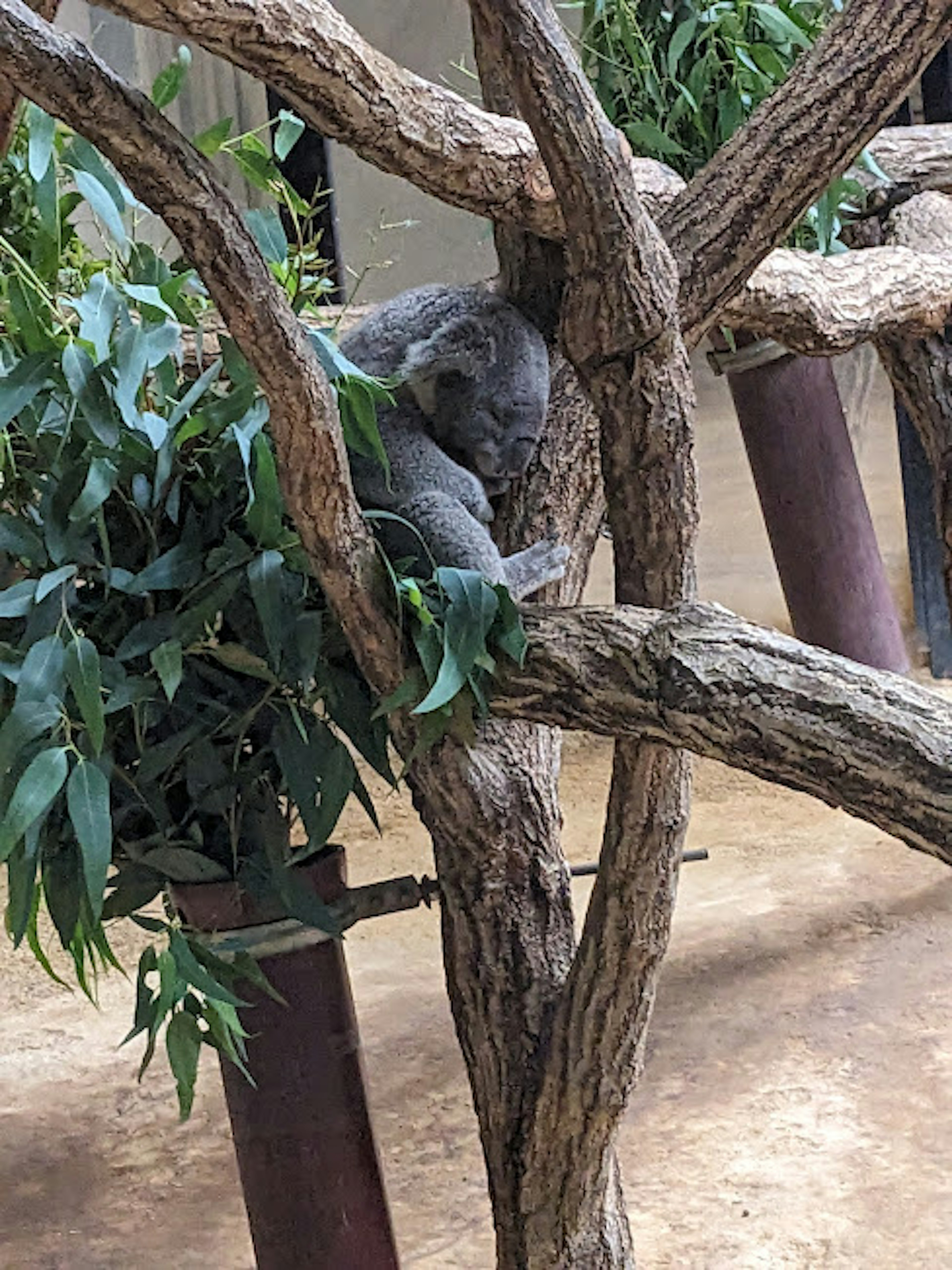 Seekor koala yang beristirahat di cabang pohon dikelilingi daun