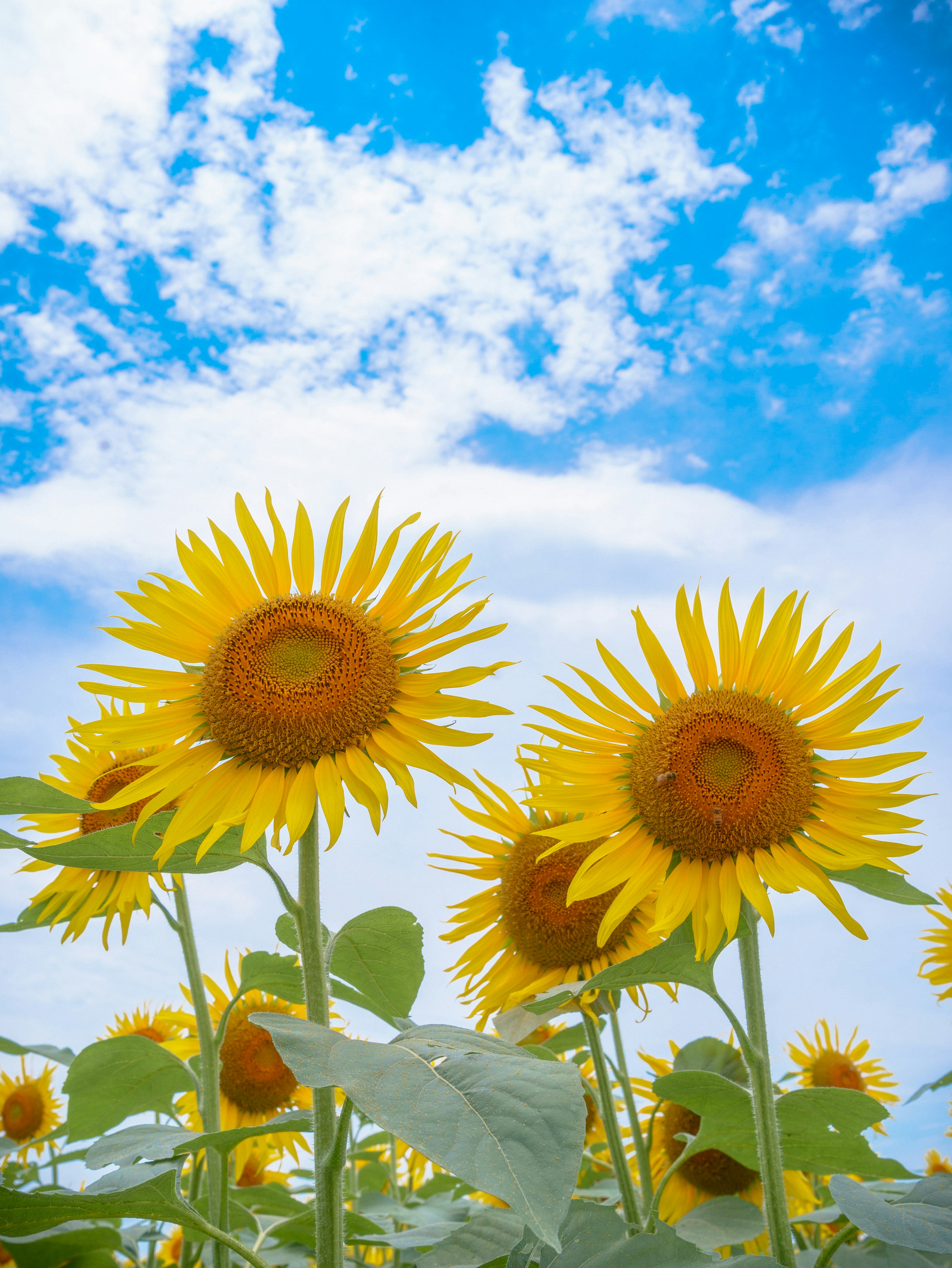 青空の下で咲くひまわりの花々