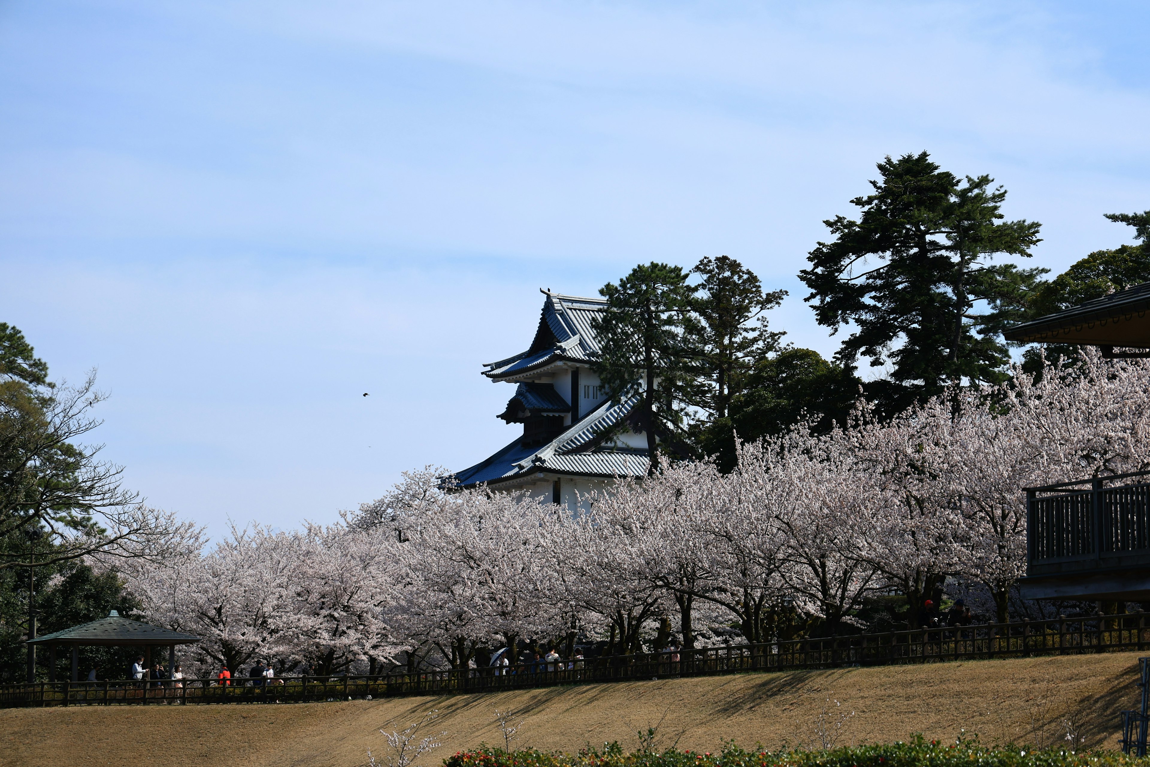 Pemandangan pohon sakura dengan kastil di latar belakang